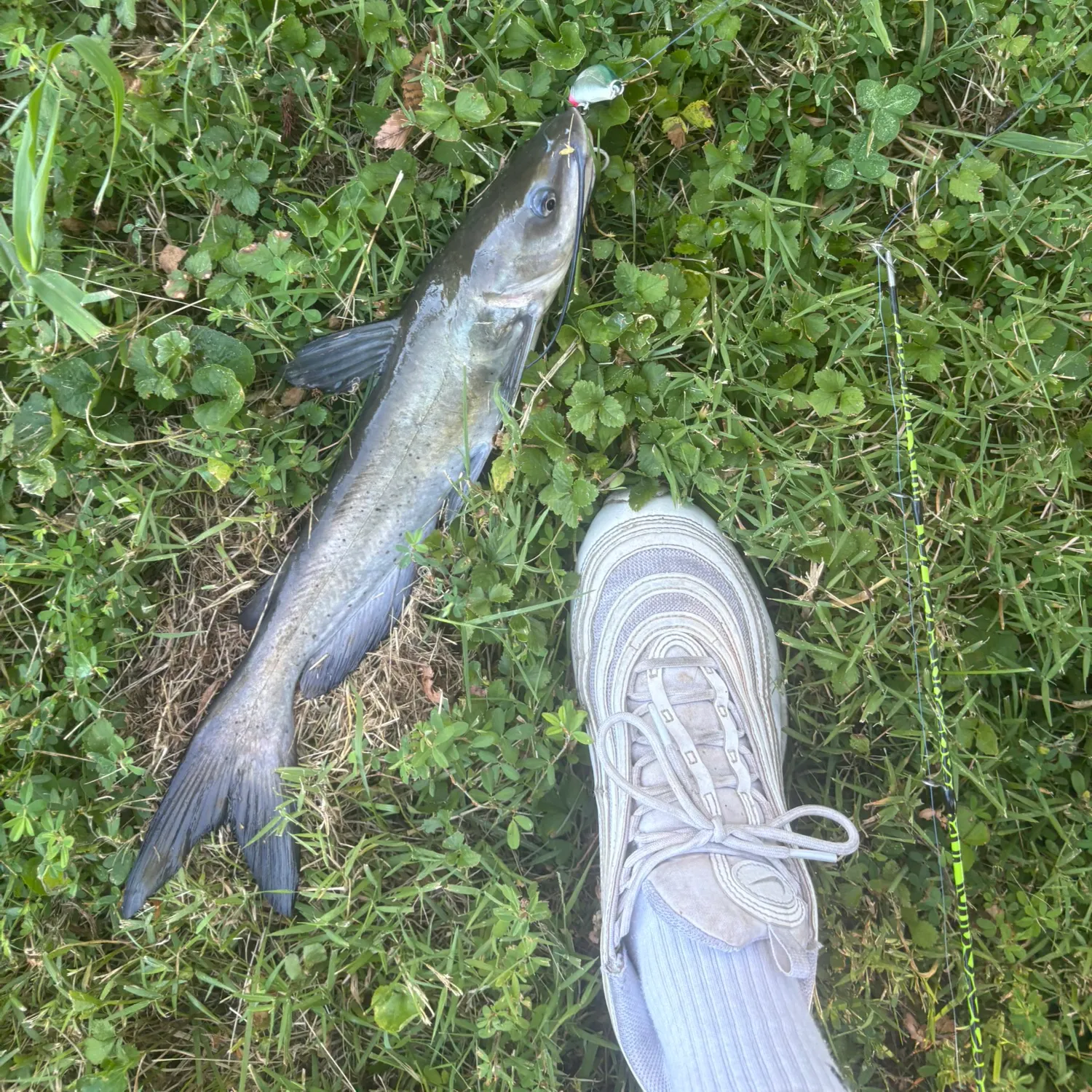 Channel catfish caught on Fishbrain