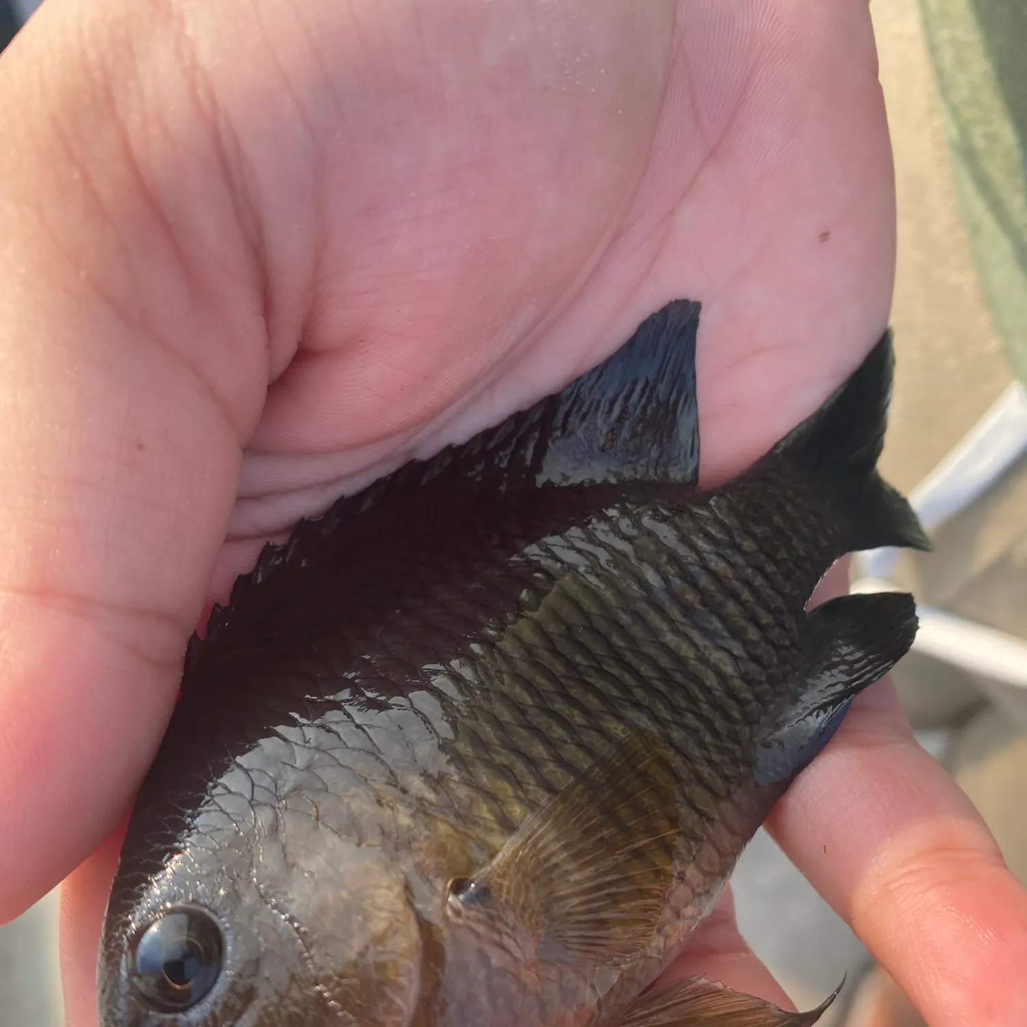The most recent Dusky damselfish catches on Fishbrain