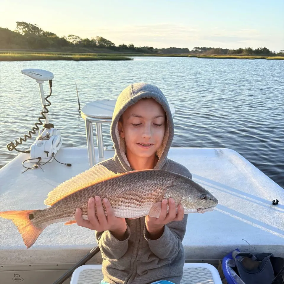 The most recent Red drum catches on Fishbrain