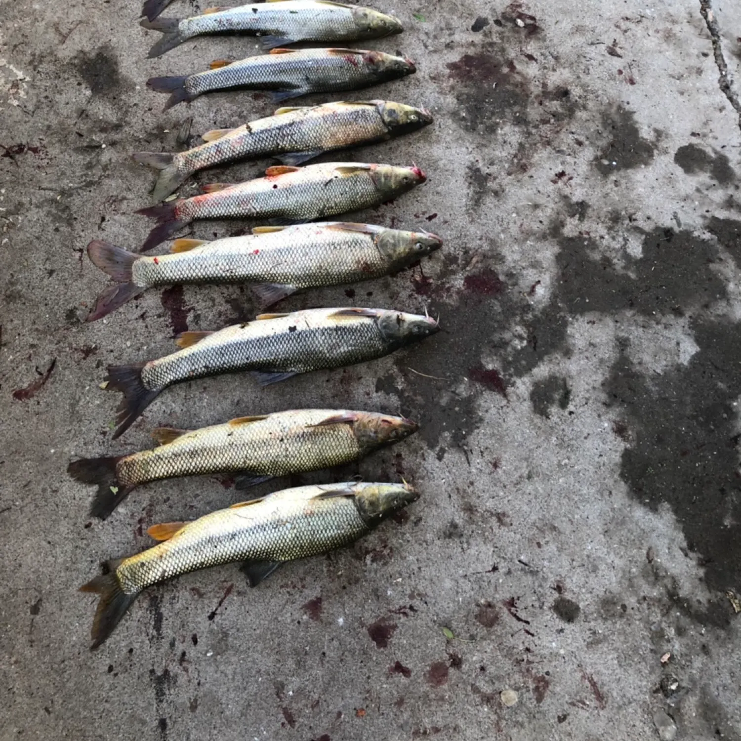 recently logged catches