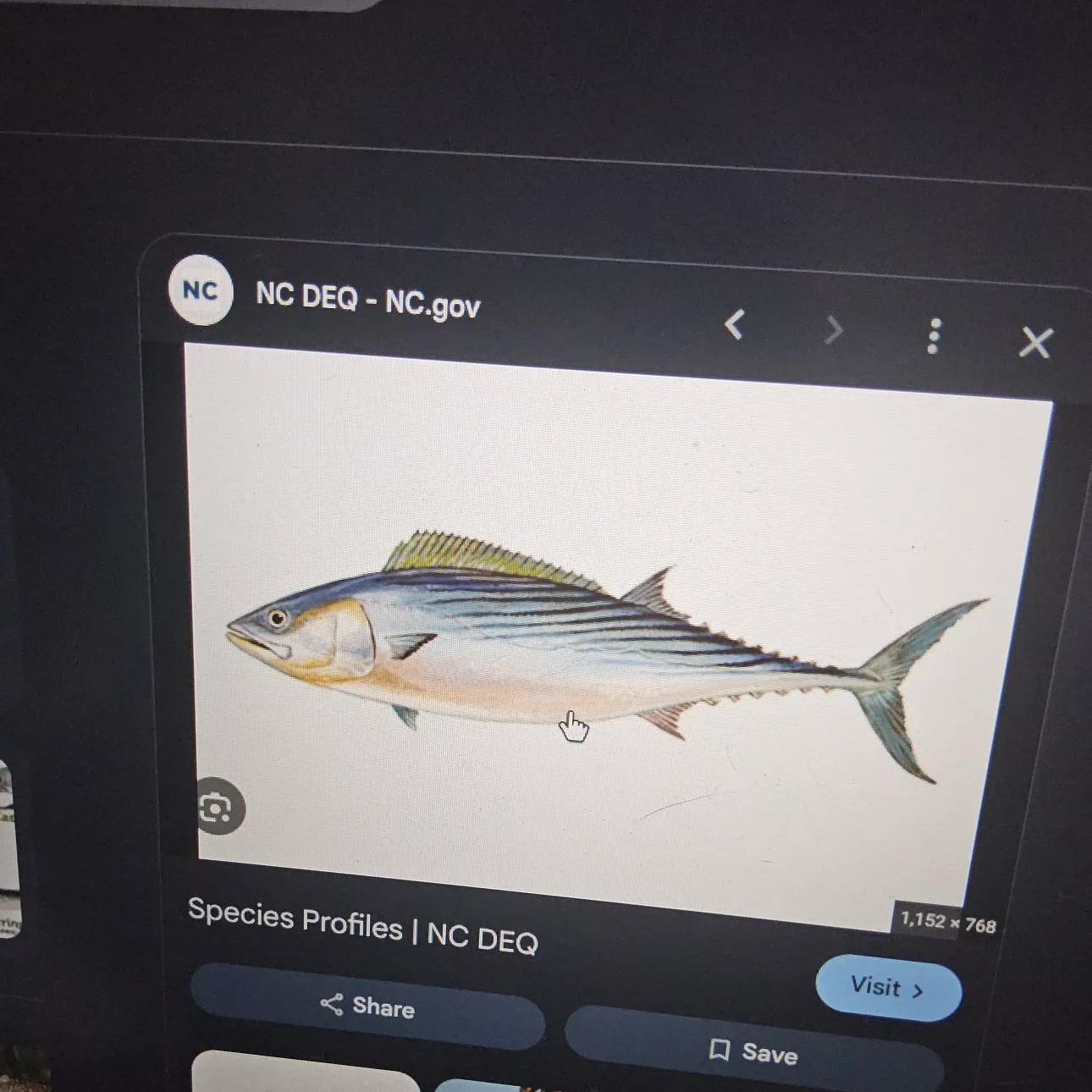 recently logged catches