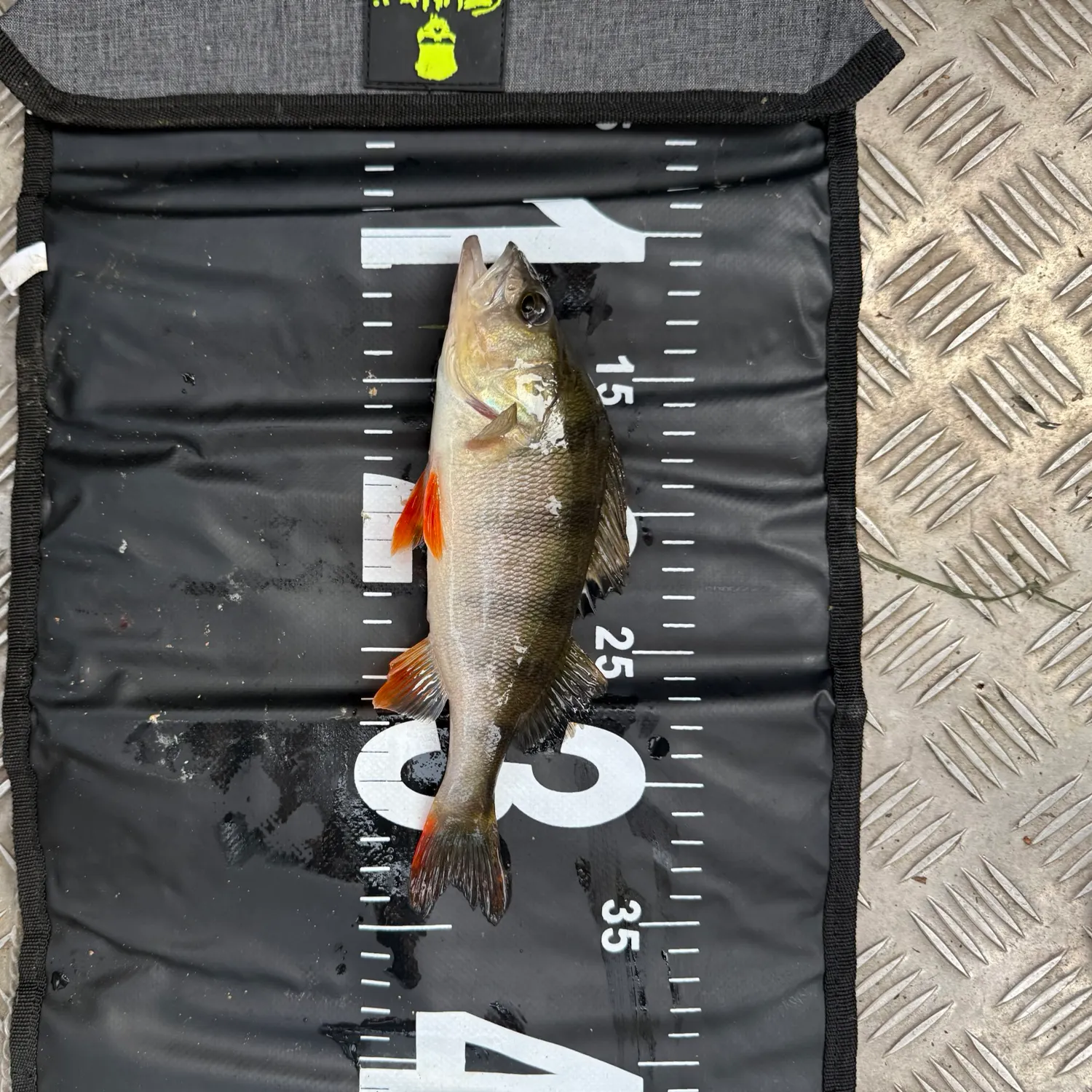 European perch caught on Fishbrain