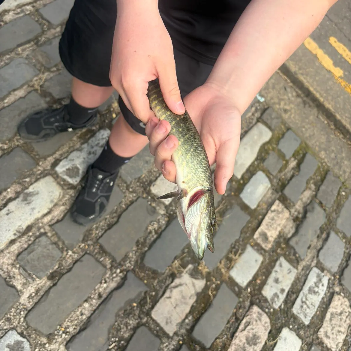 Northern pike caught on Fishbrain