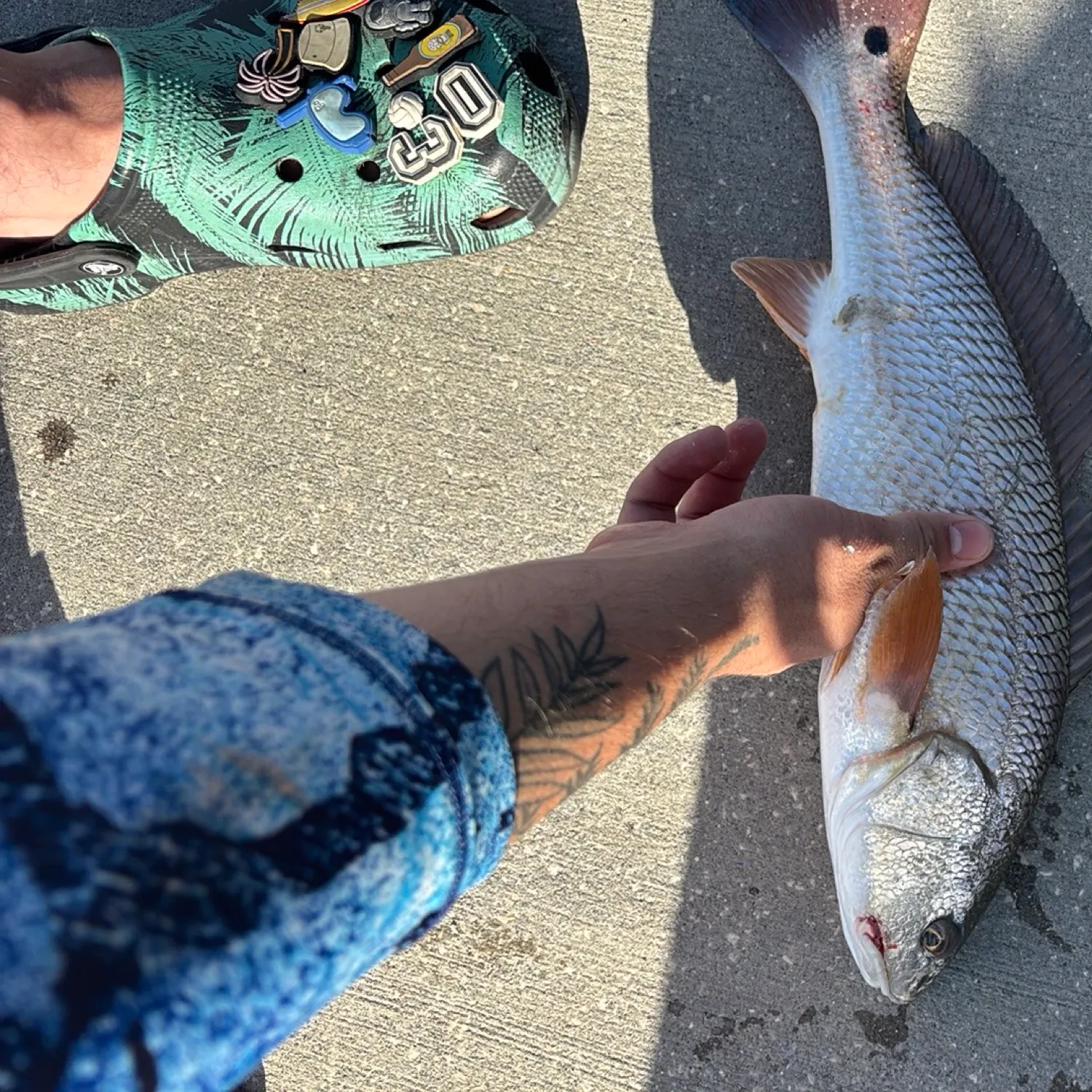 recently logged catches