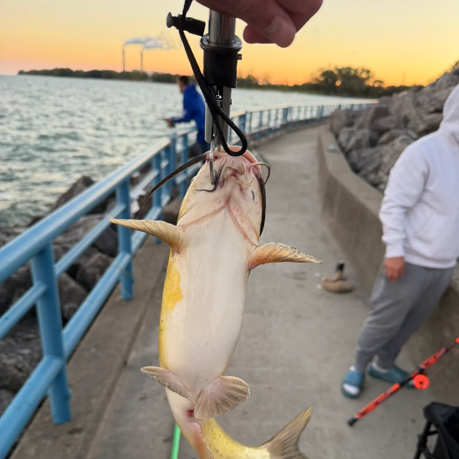 Channel catfish caught on Fishbrain