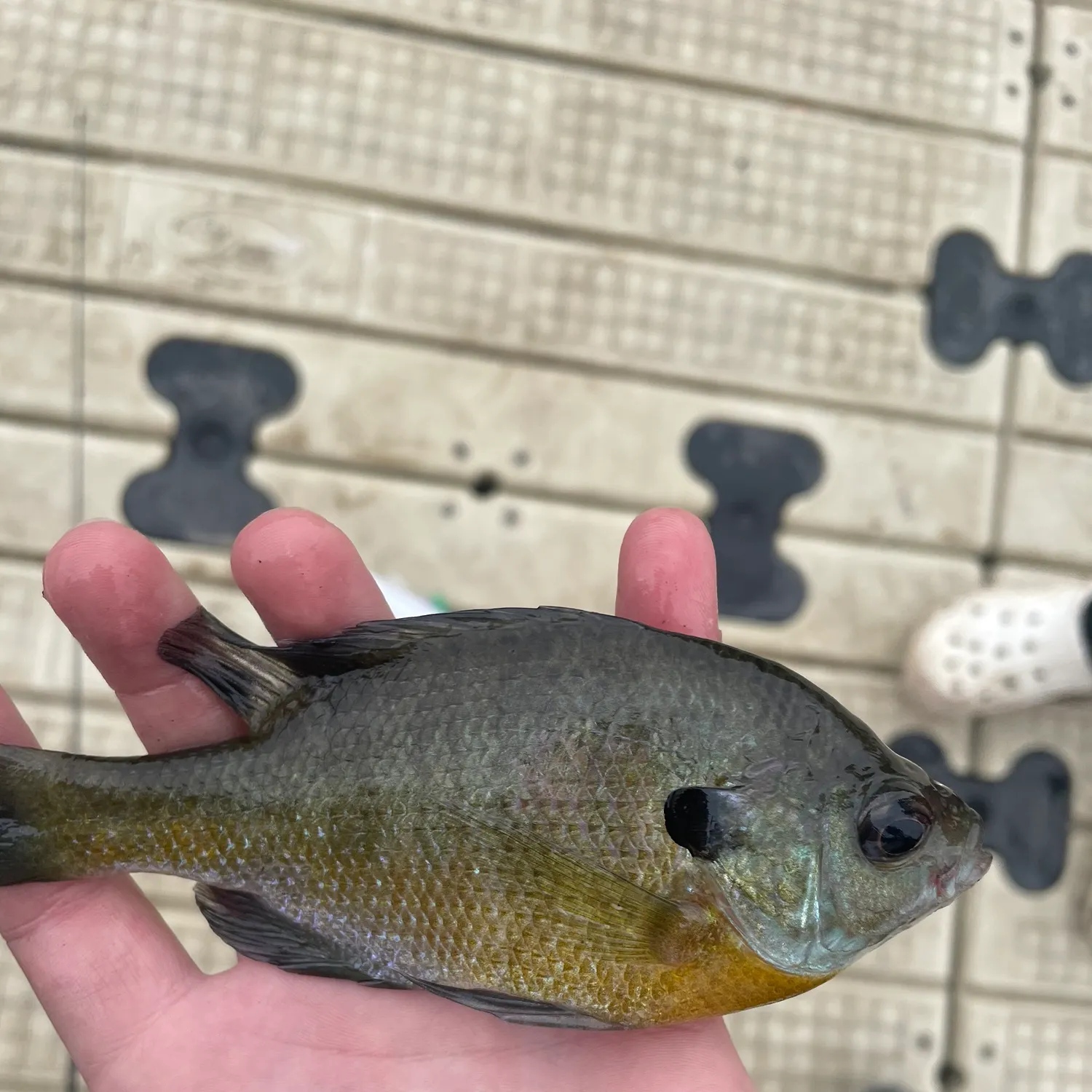 Bluegill caught on Fishbrain
