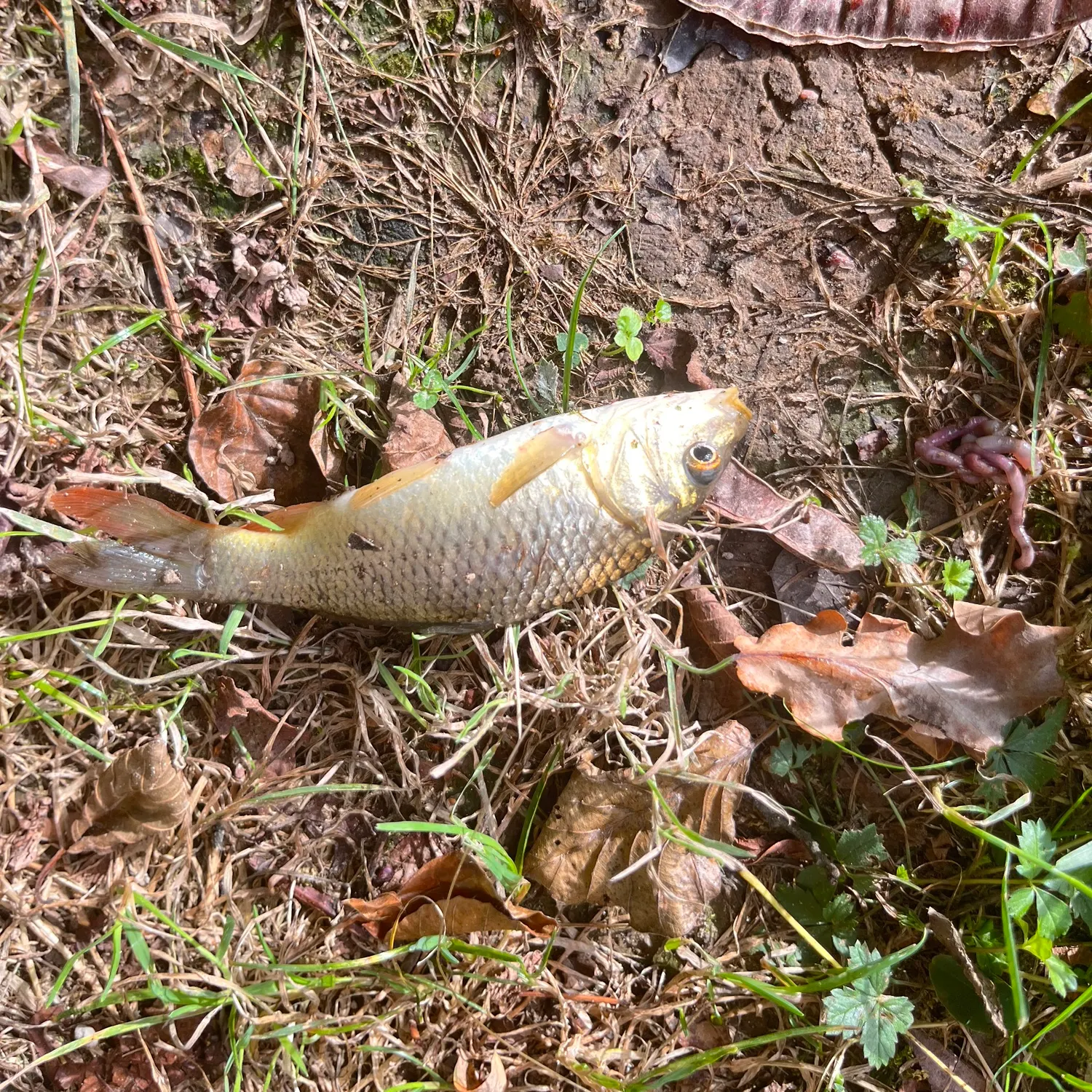 Common carp caught on Fishbrain