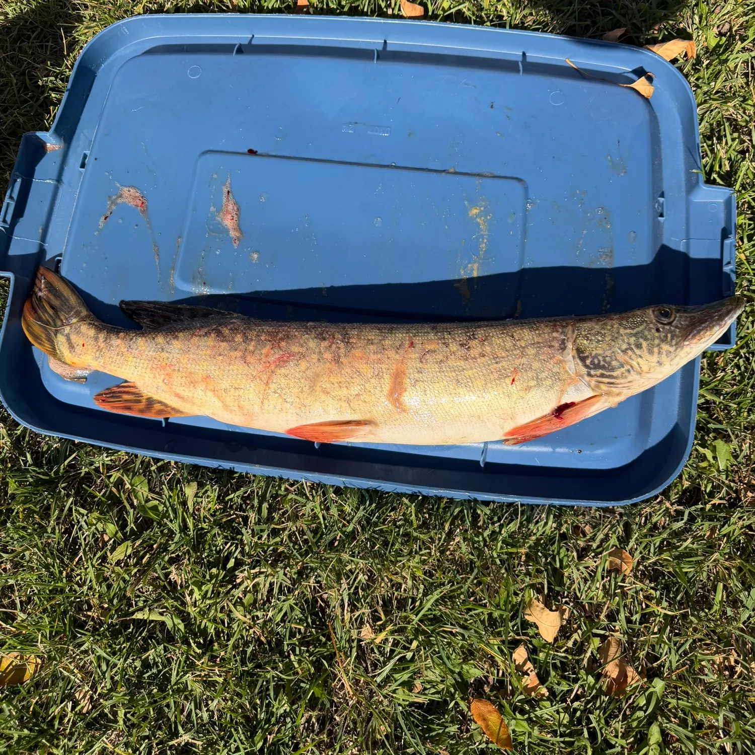 Northern pike caught on Fishbrain