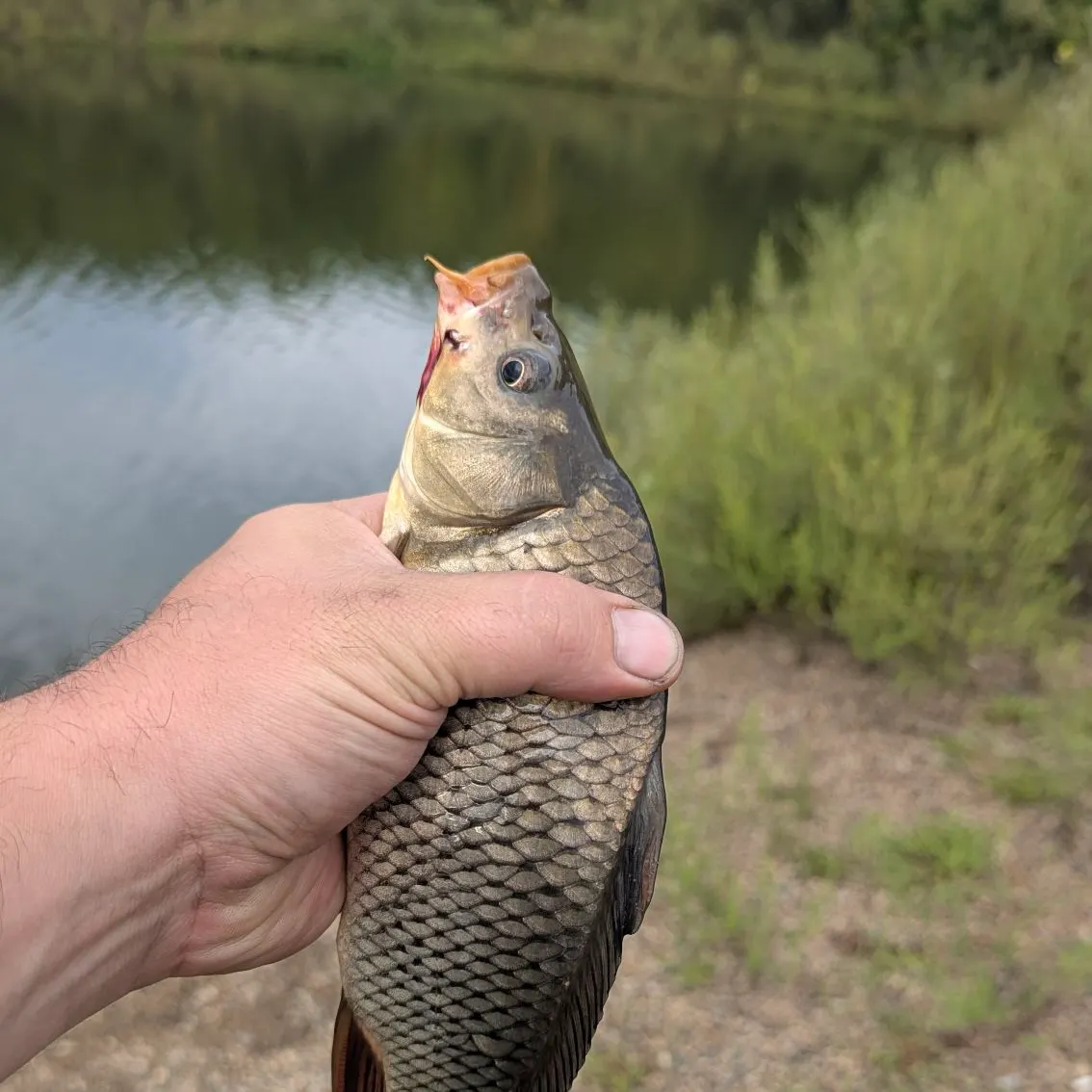 Common carp caught on Fishbrain