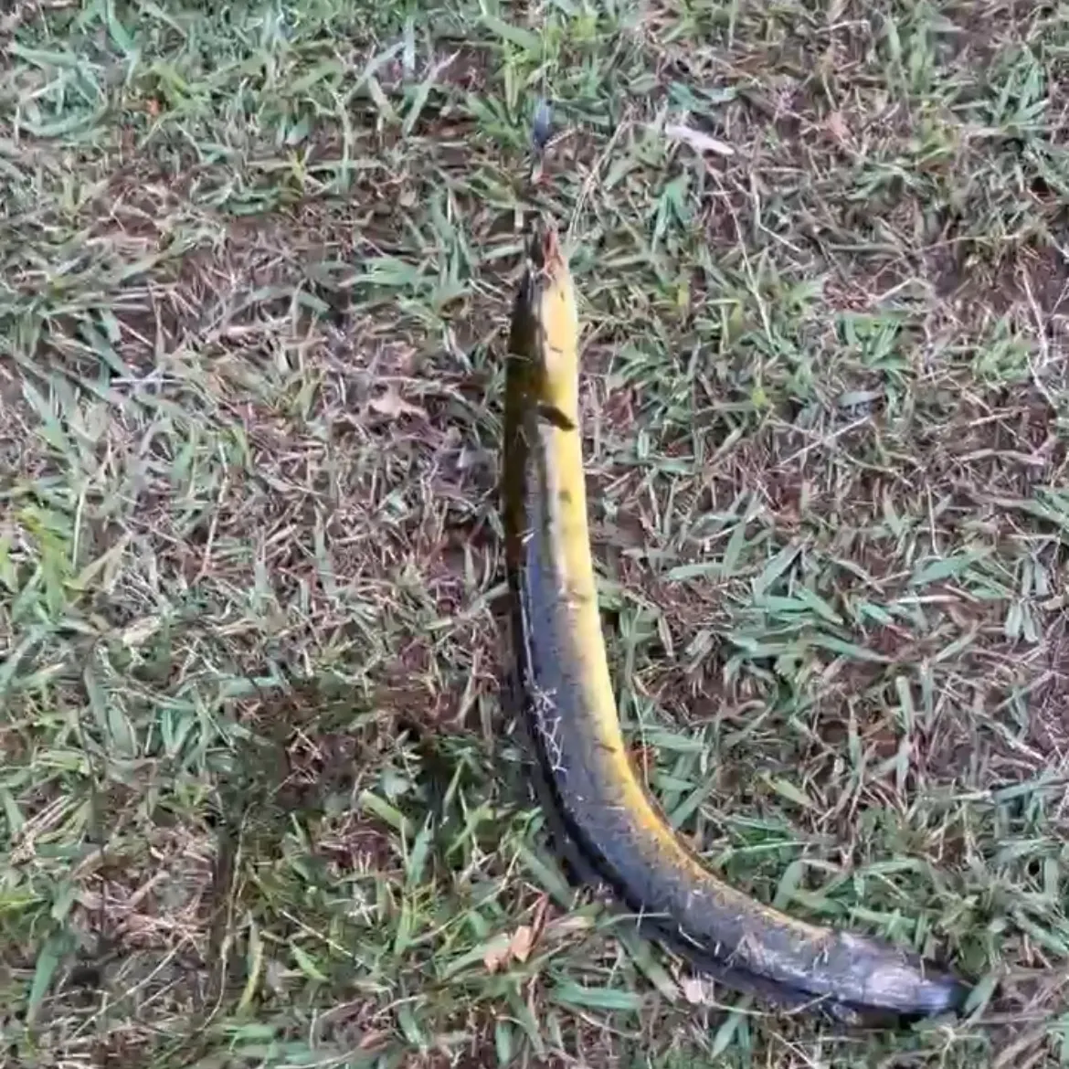 The most recent Speckled longfin eel catches on Fishbrain