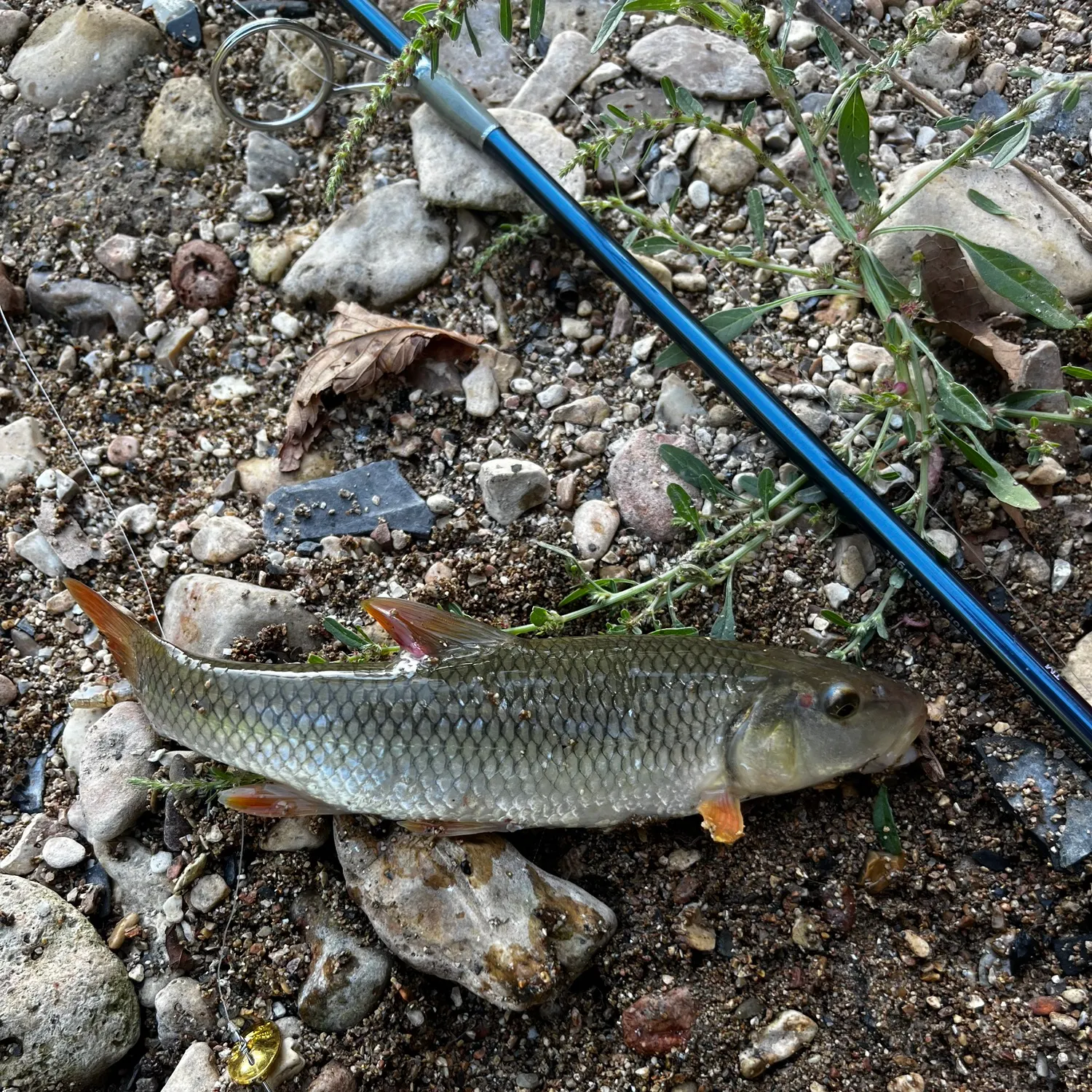 The most recent Greater redhorse catches on Fishbrain