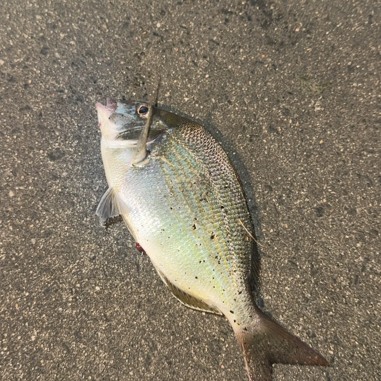 Scup caught on Fishbrain