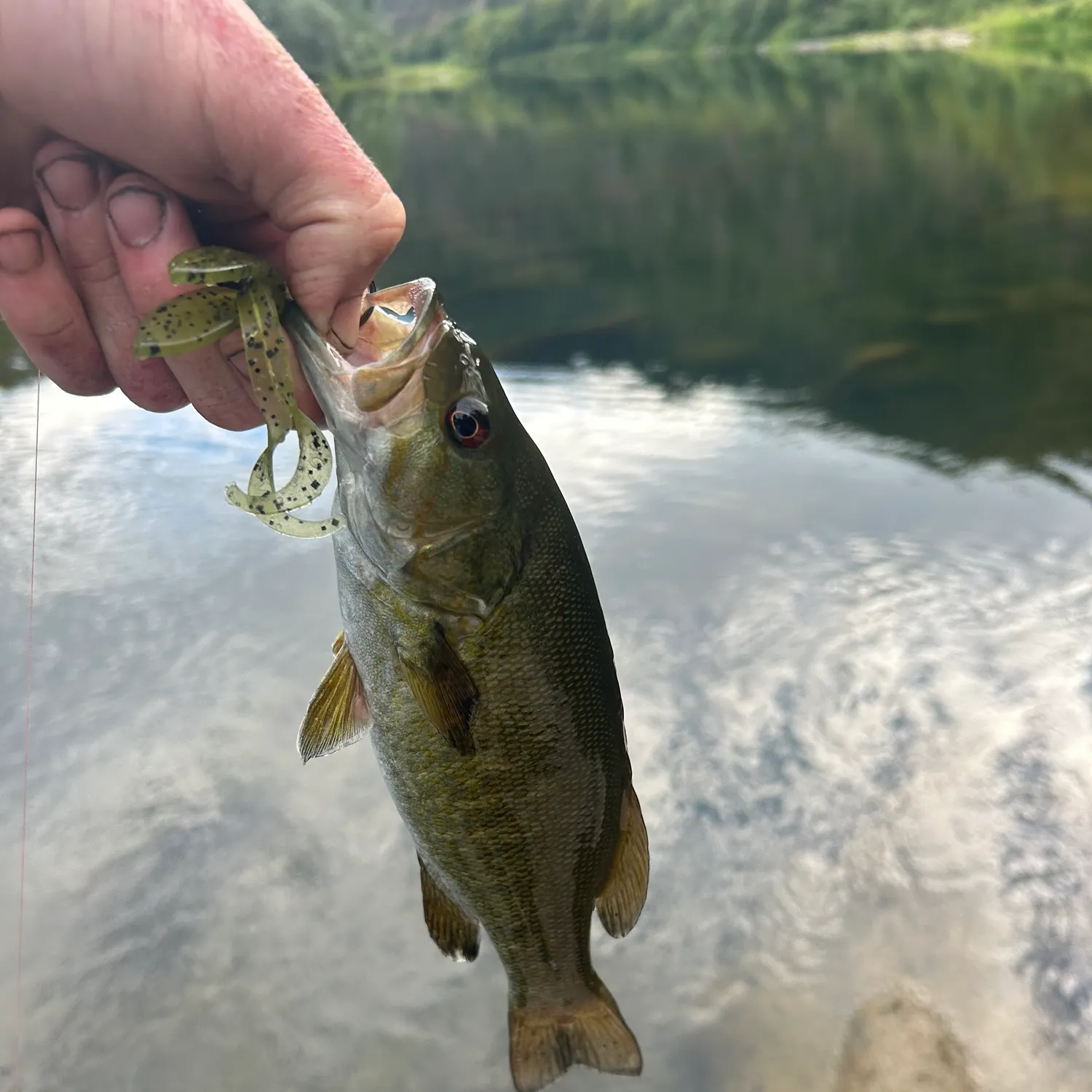 The most recent Smallmouth bass catches on Fishbrain