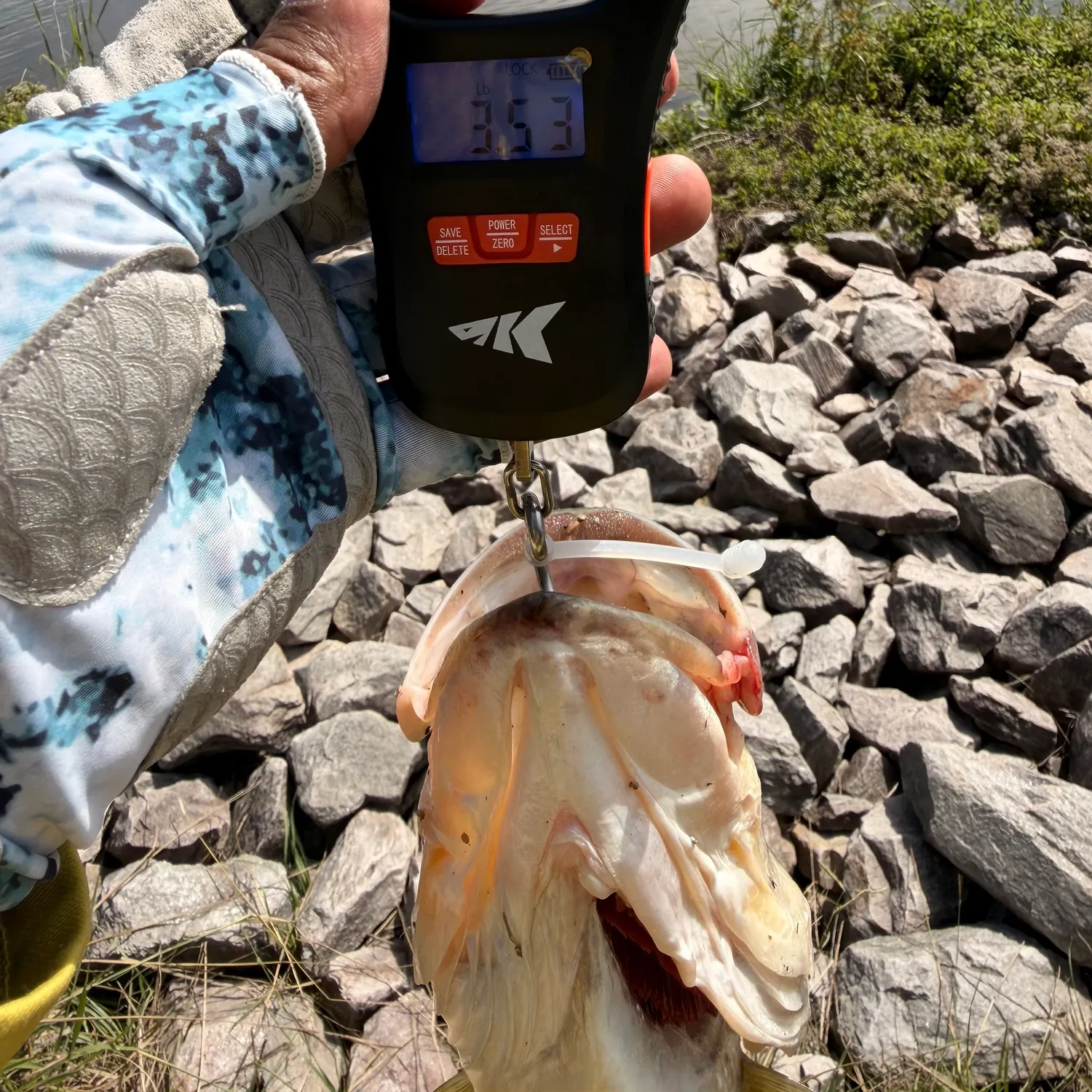 Largemouth bass caught on Fishbrain