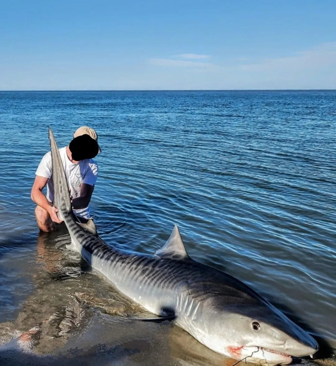 Tiger shark