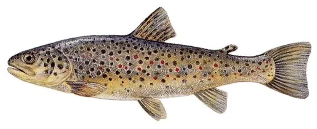 Lake trout