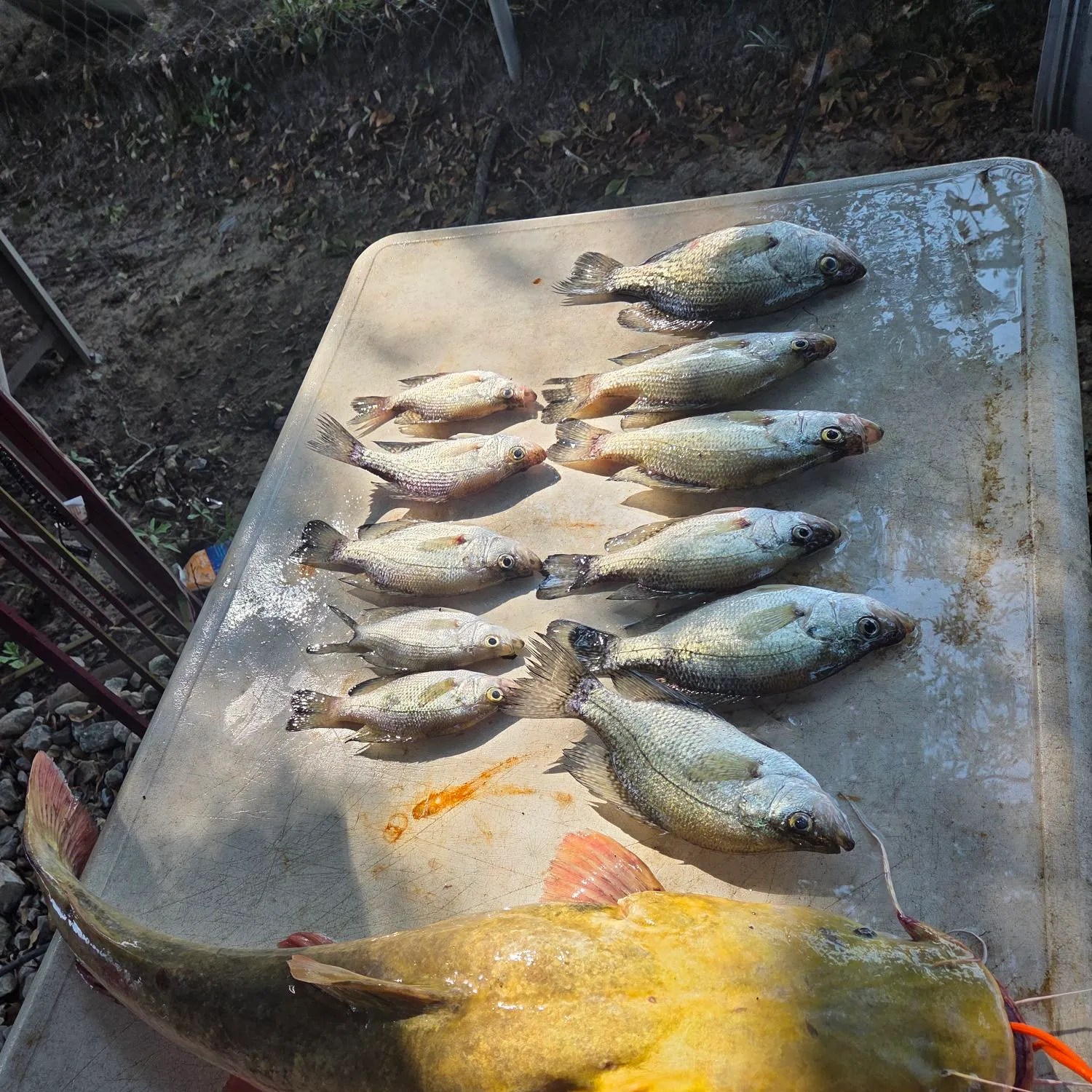 Flathead catfish caught on Fishbrain