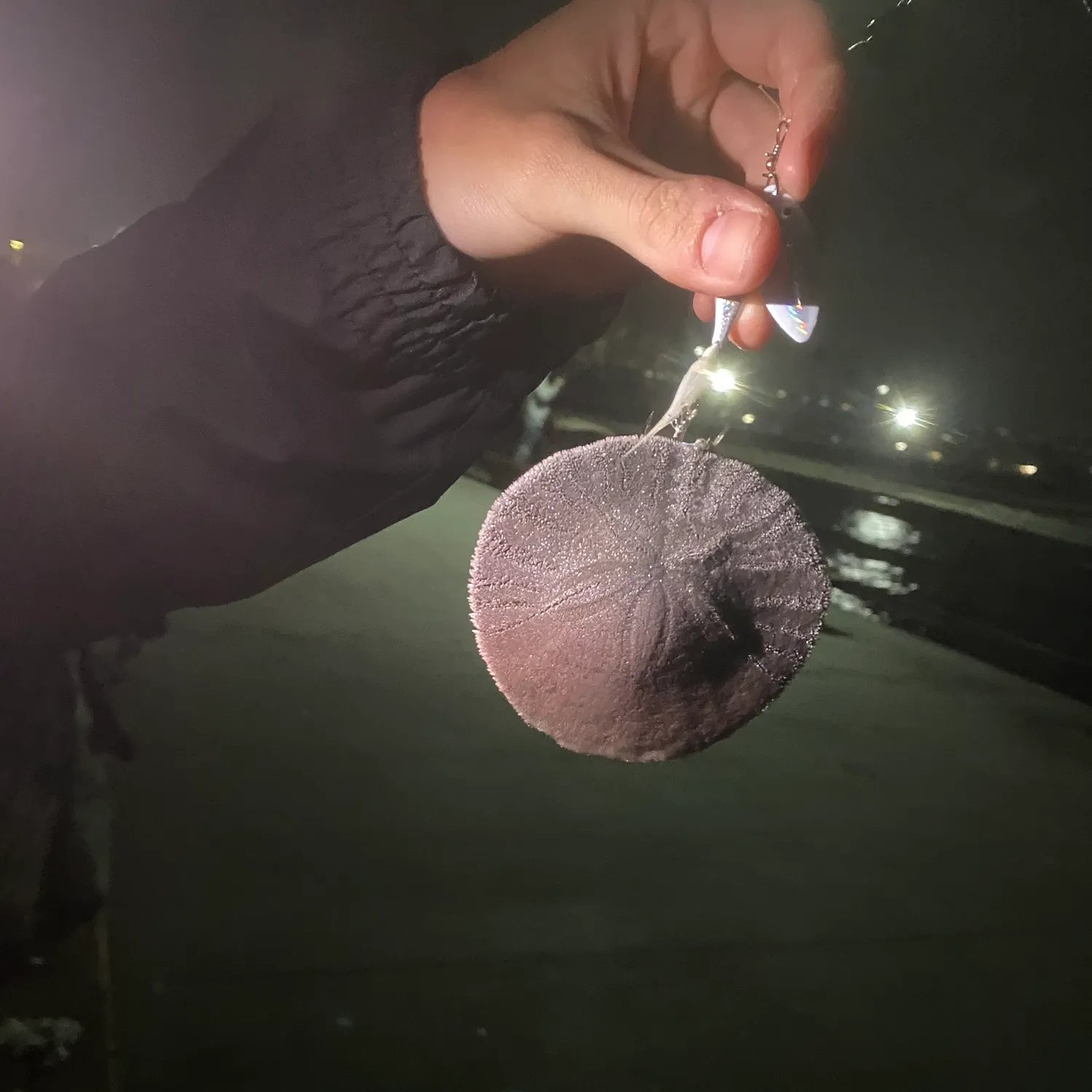 Fish caught on Fishbrain