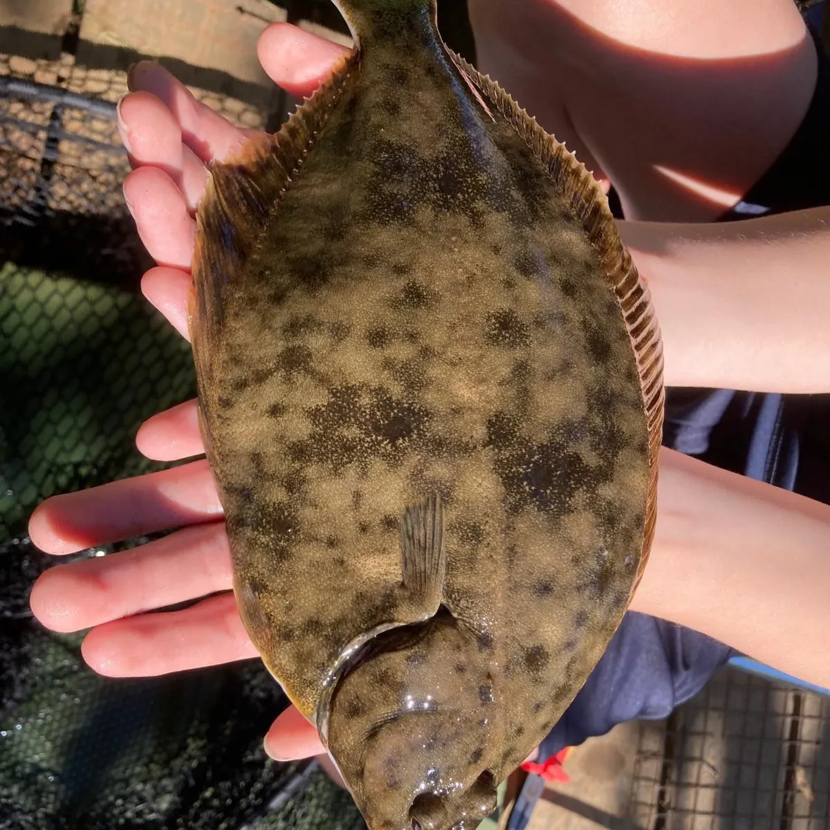 European flounder caught on Fishbrain