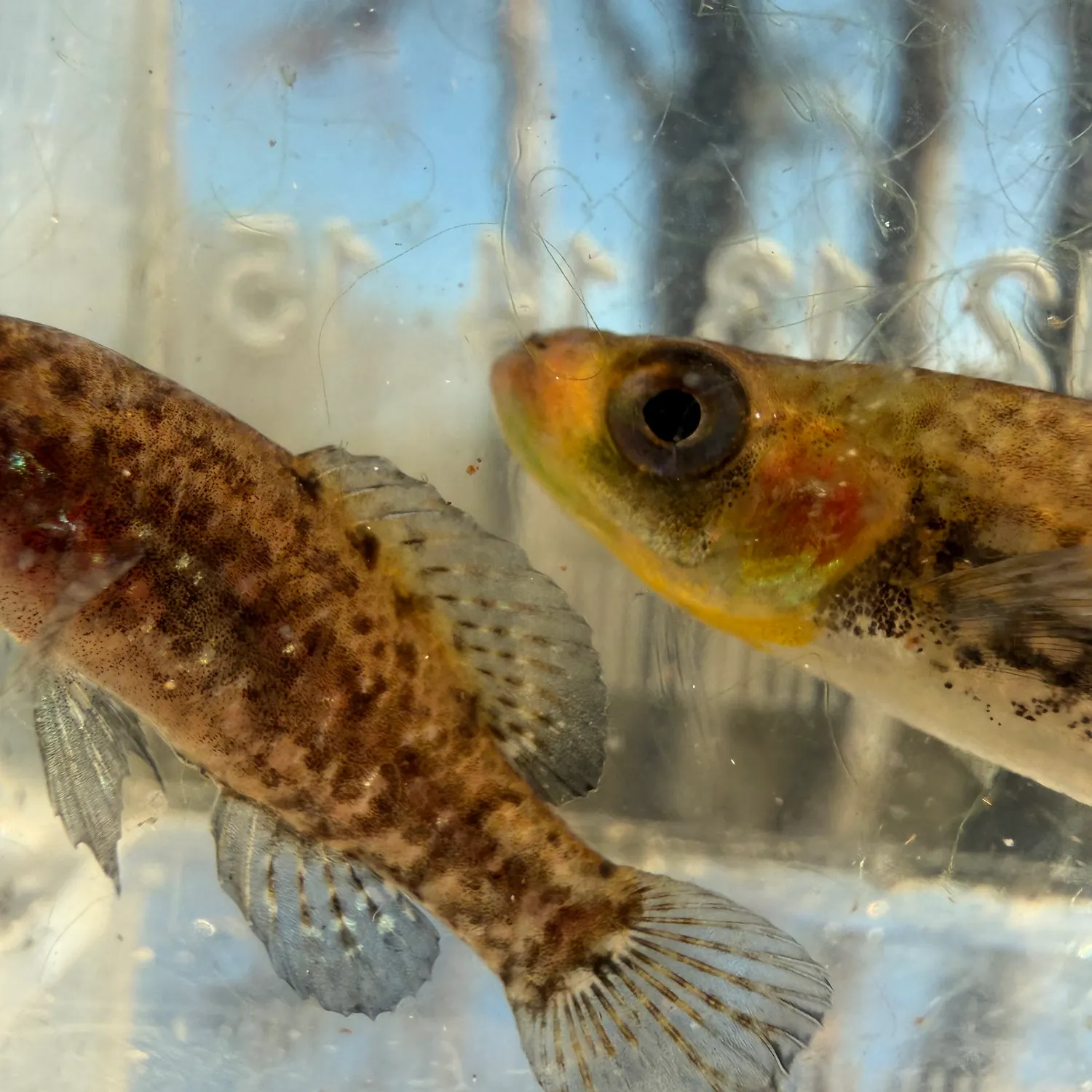 The most recent Everglades pygmy sunfish catches on Fishbrain