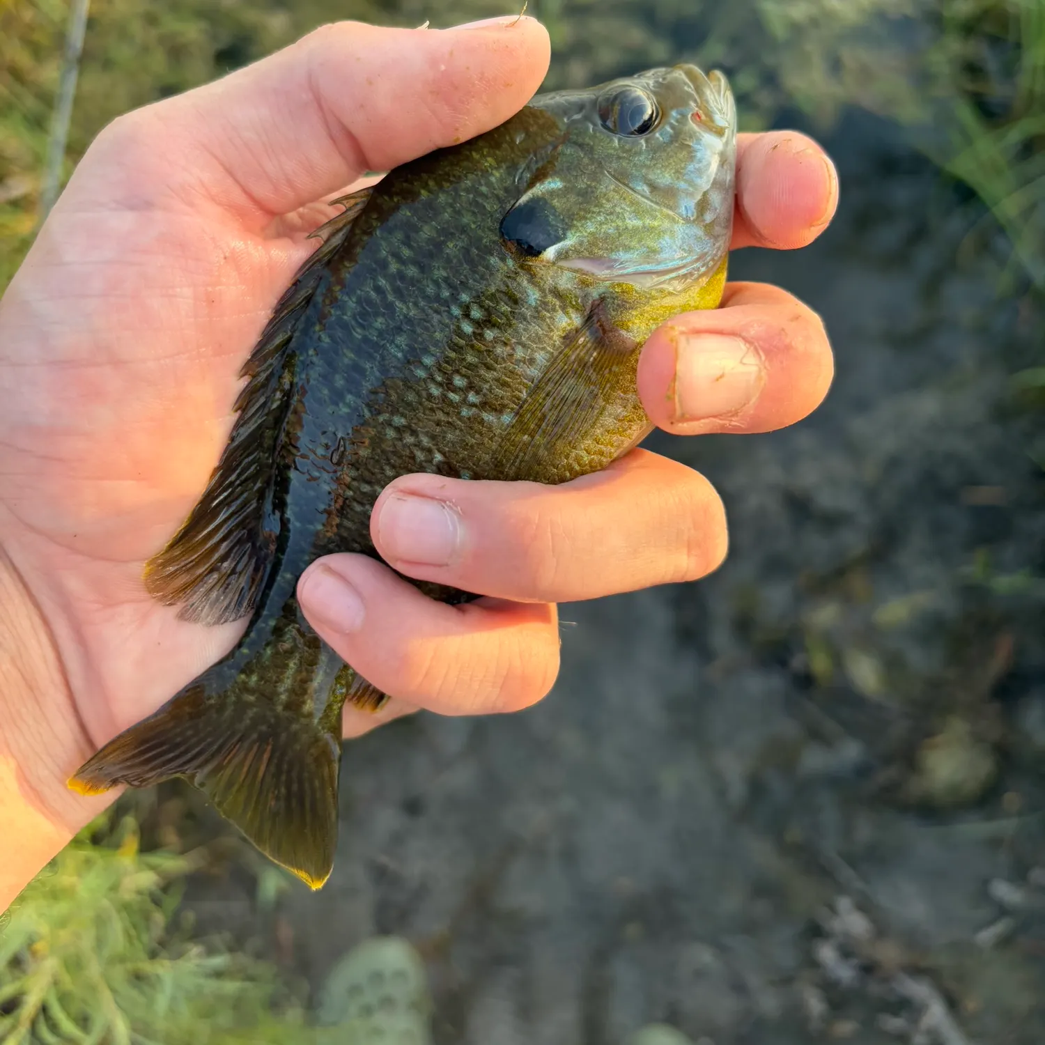 Greengill hybrid caught on Fishbrain