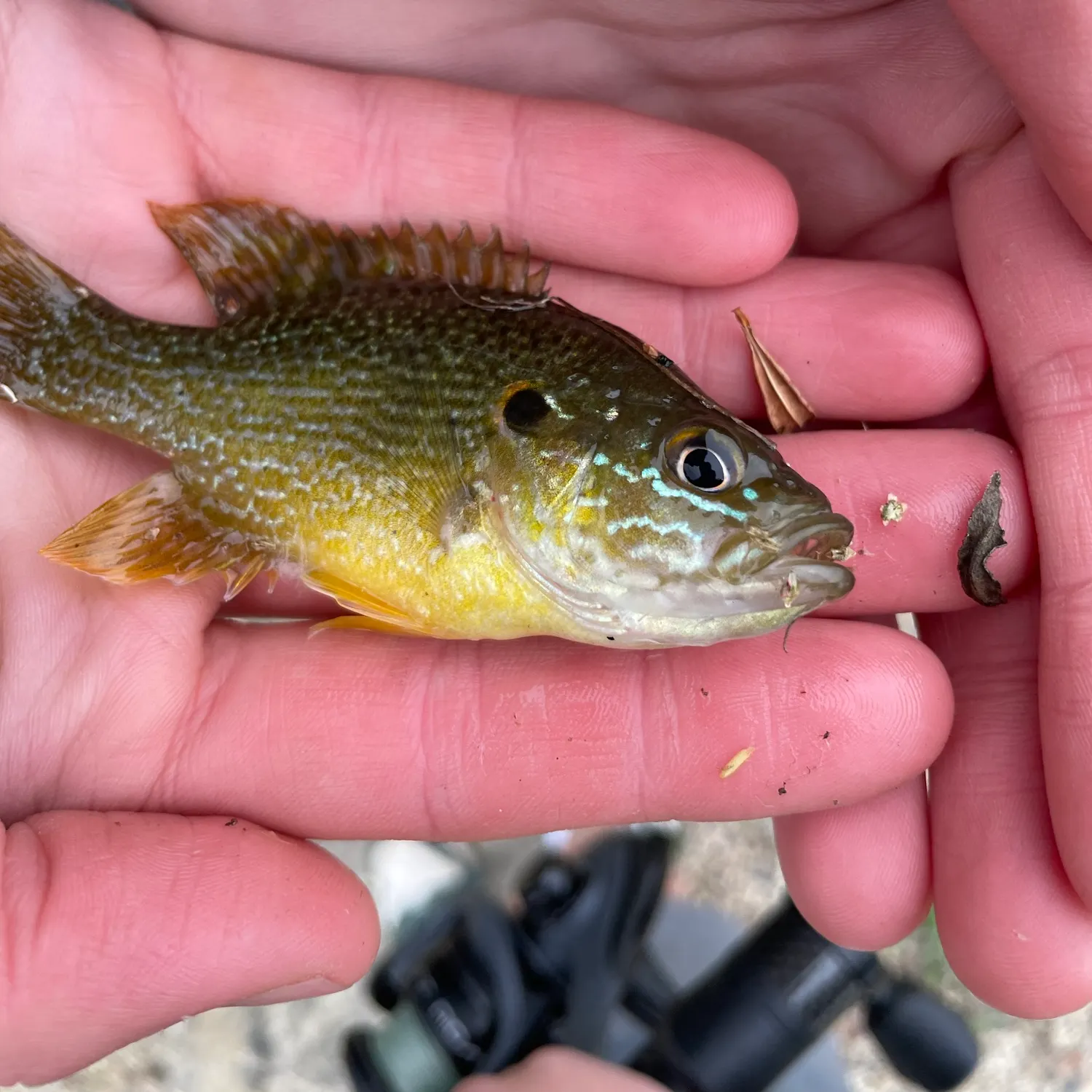 Green sunfish caught on Fishbrain