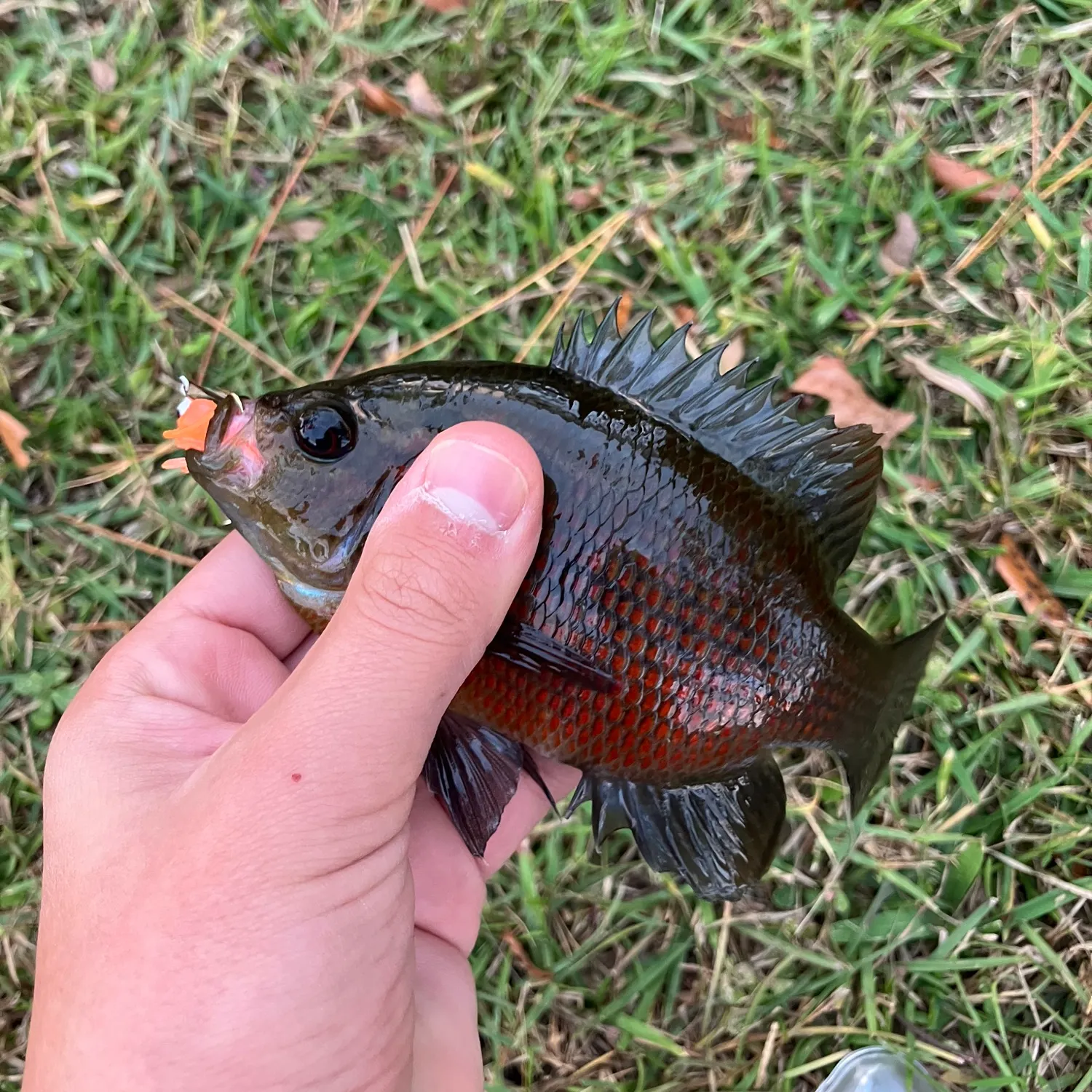 The most recent Redspotted sunfish catches on Fishbrain