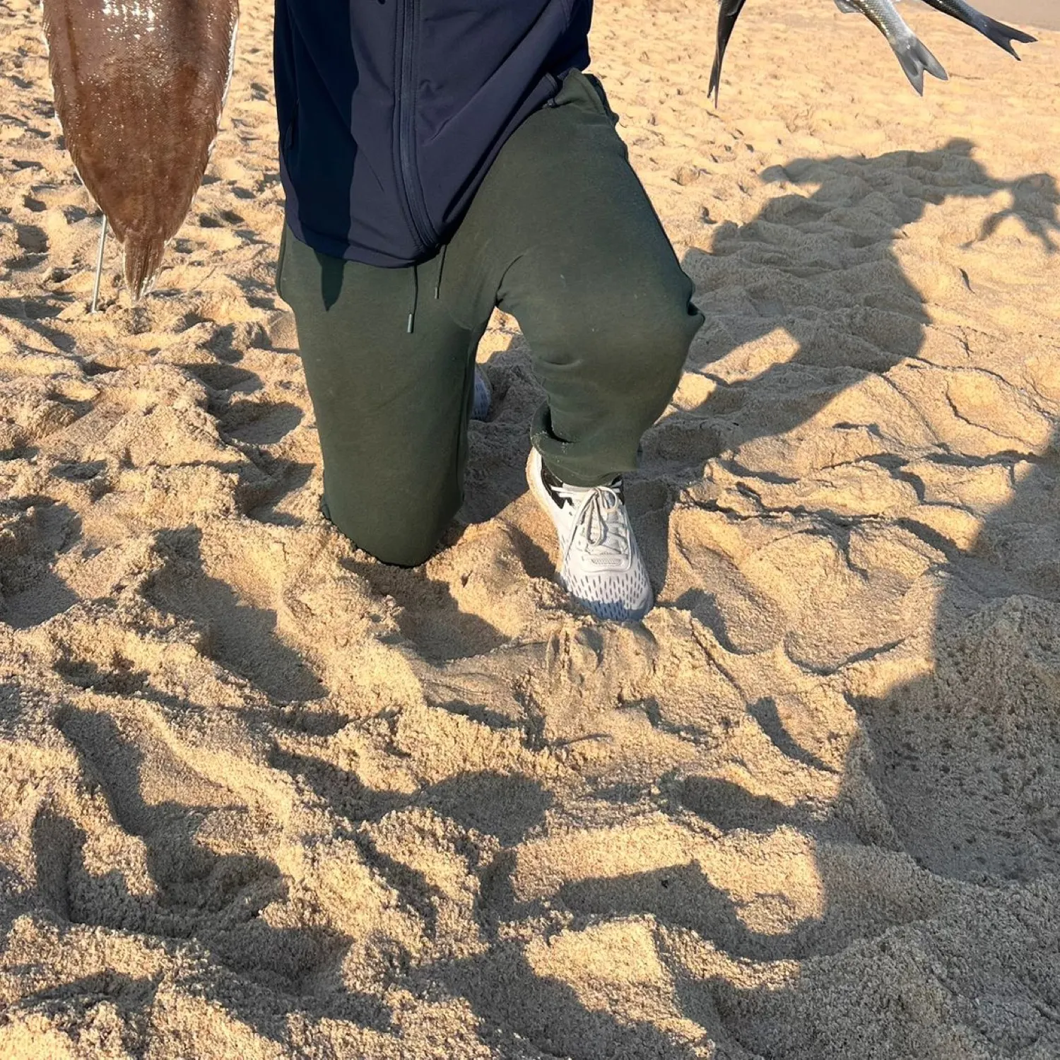 The most recent Common sole catches on Fishbrain