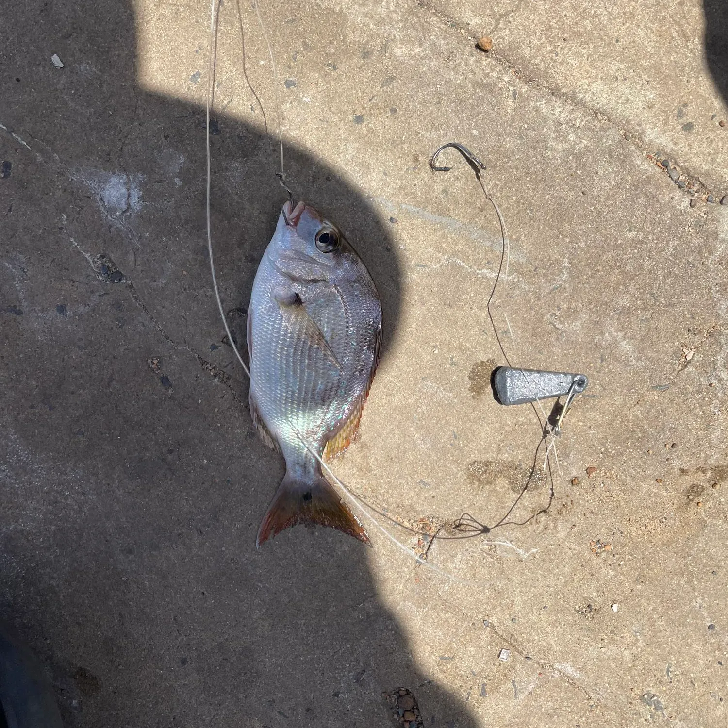 Australasian snapper caught on Fishbrain