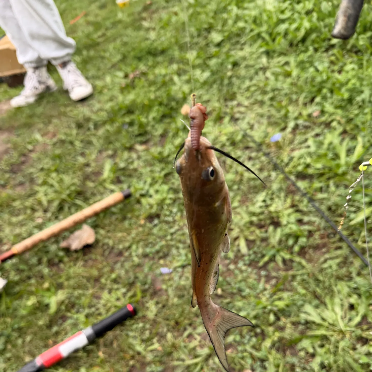 Channel catfish caught on Fishbrain
