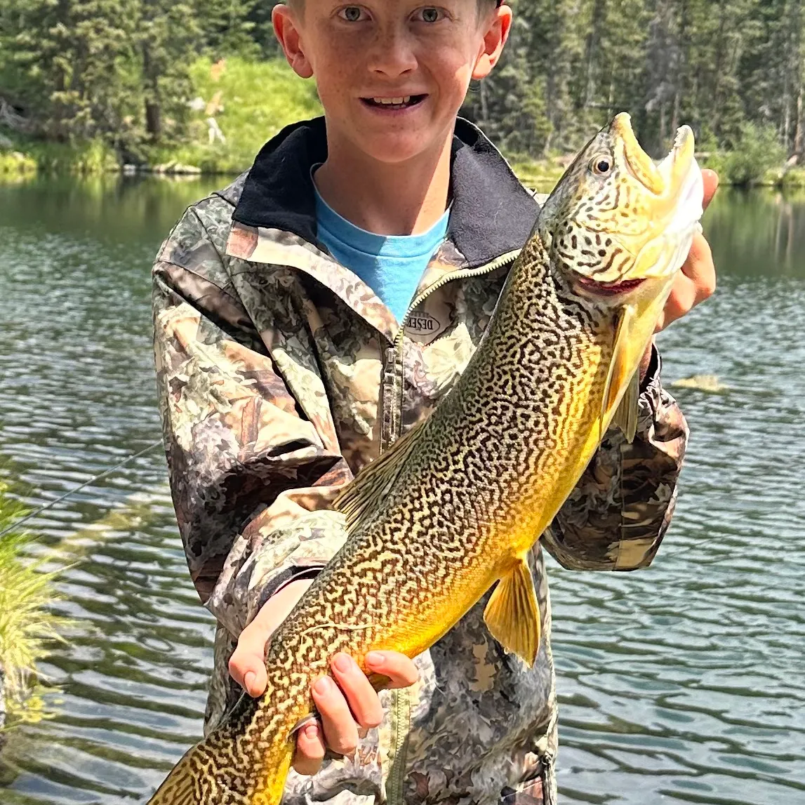 The most recent Tiger trout catches on Fishbrain
