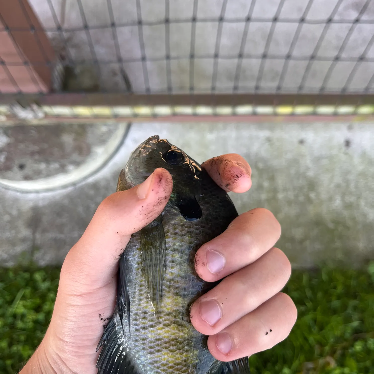 Fish caught on Fishbrain
