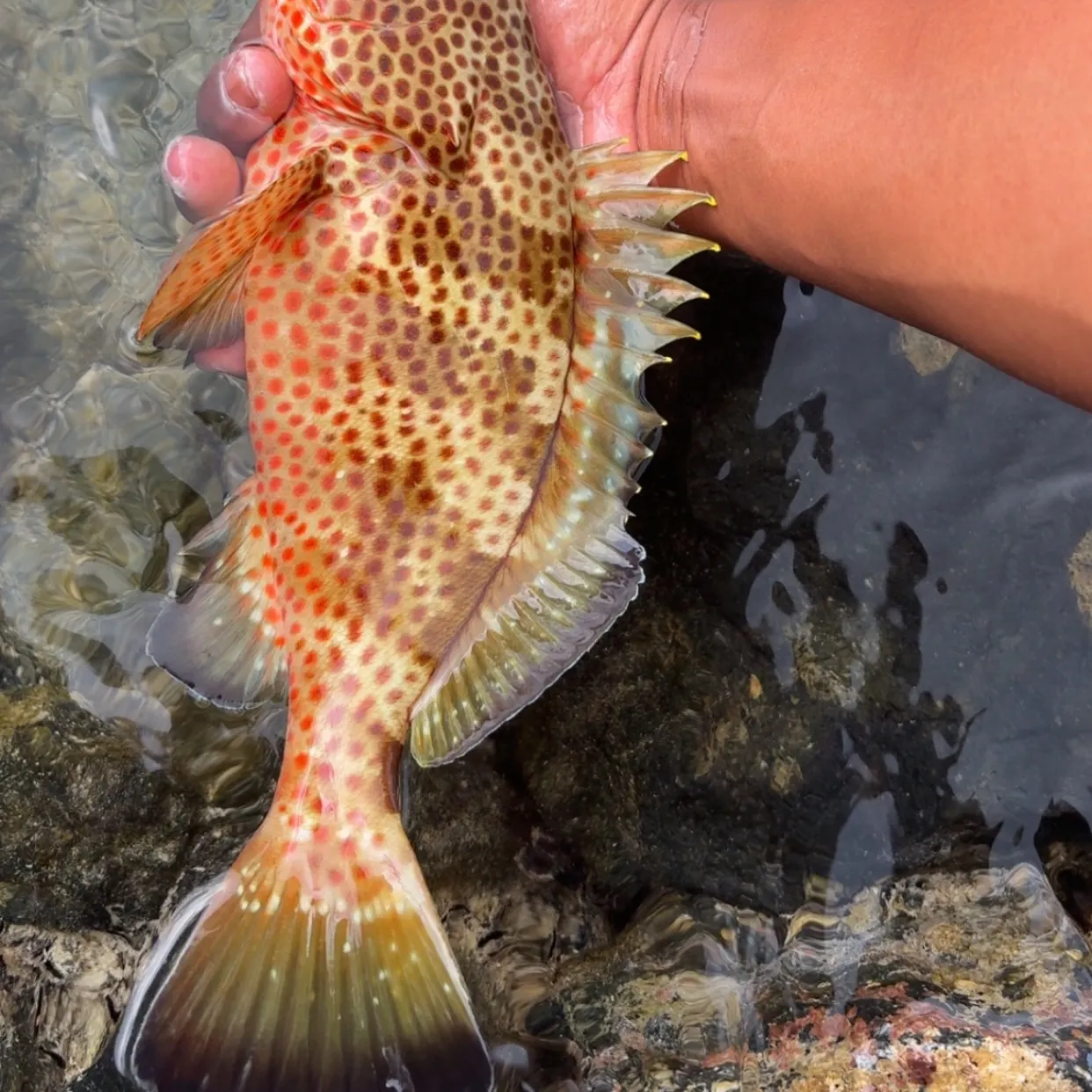 The most recent Red hind grouper catches on Fishbrain
