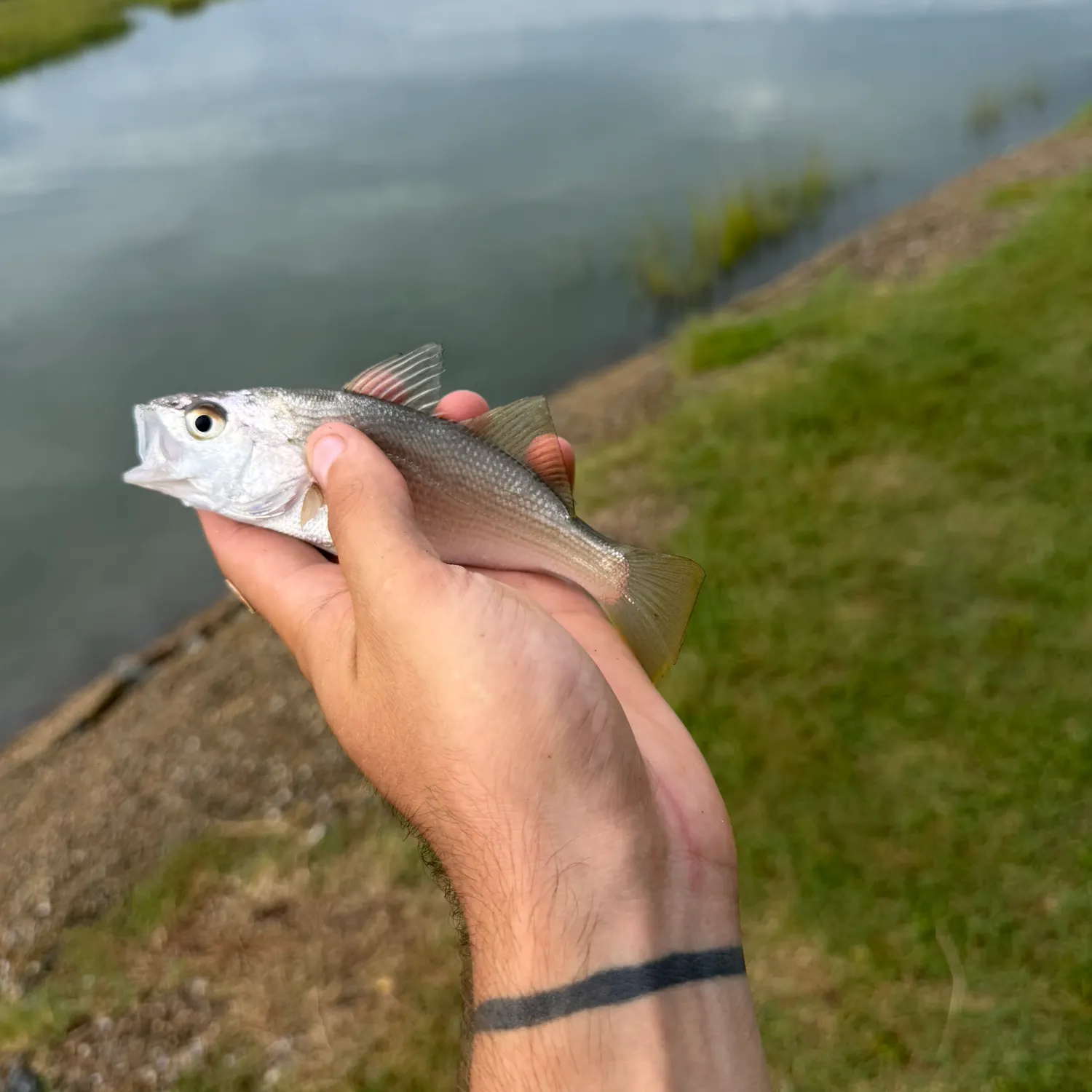 Silver perch caught on Fishbrain