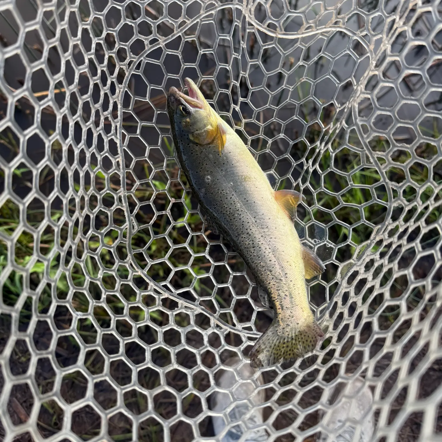 Apache trout caught on Fishbrain