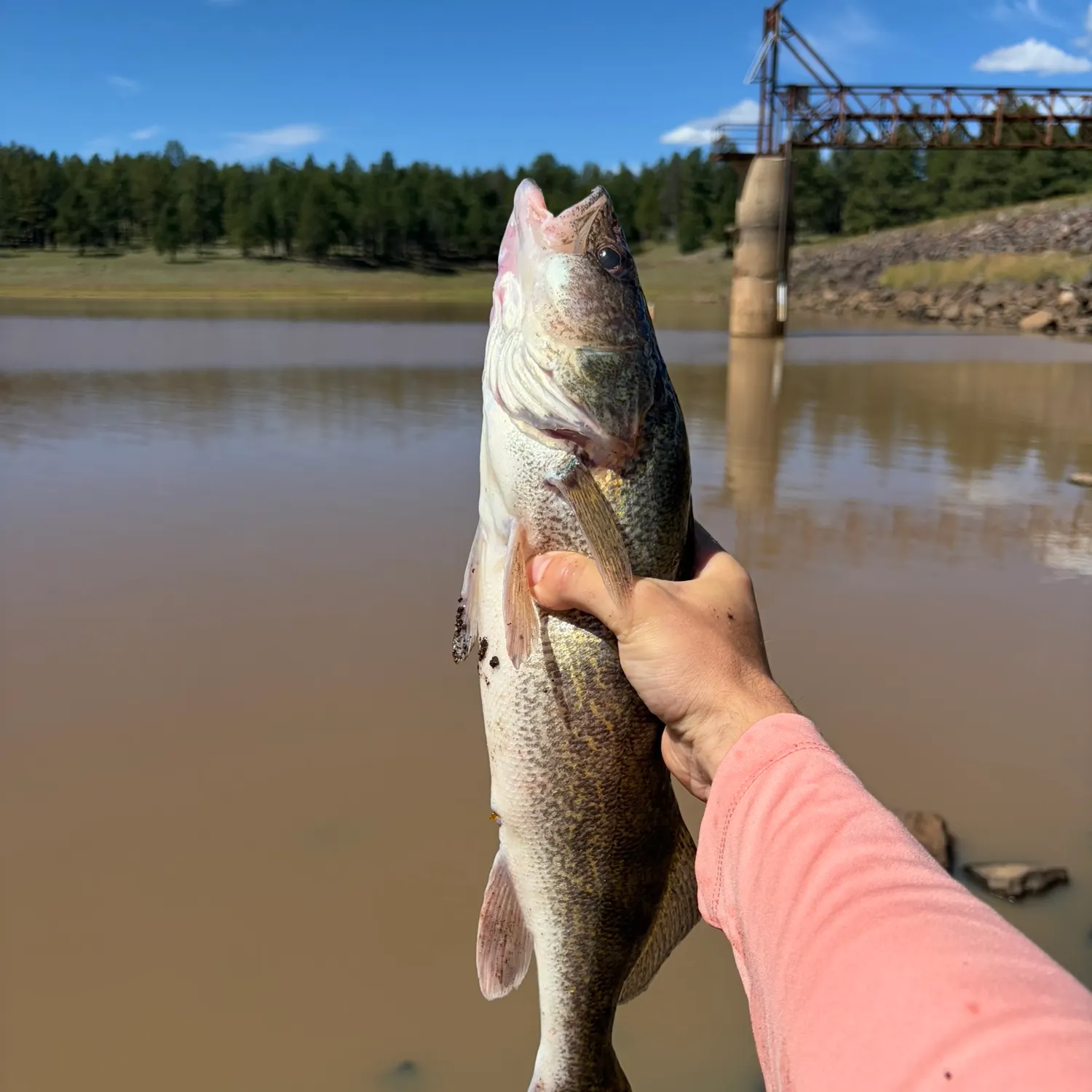 Walleye caught on Fishbrain