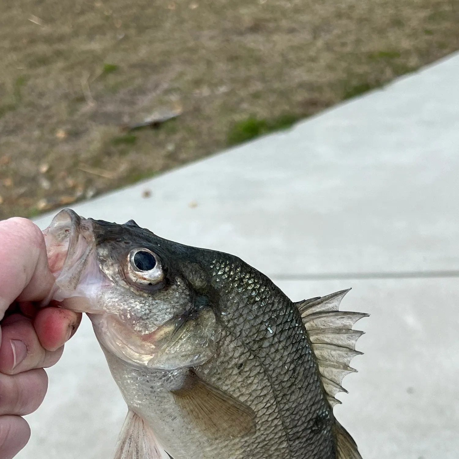 The most recent White perch catches on Fishbrain
