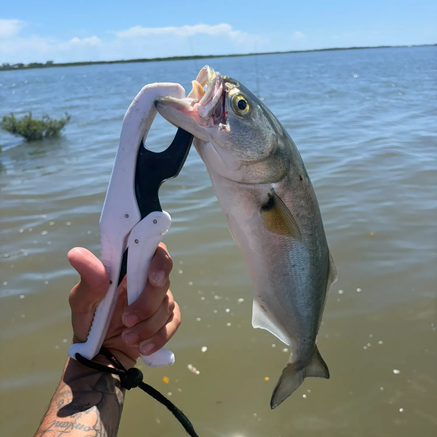 Bluefish caught on Fishbrain