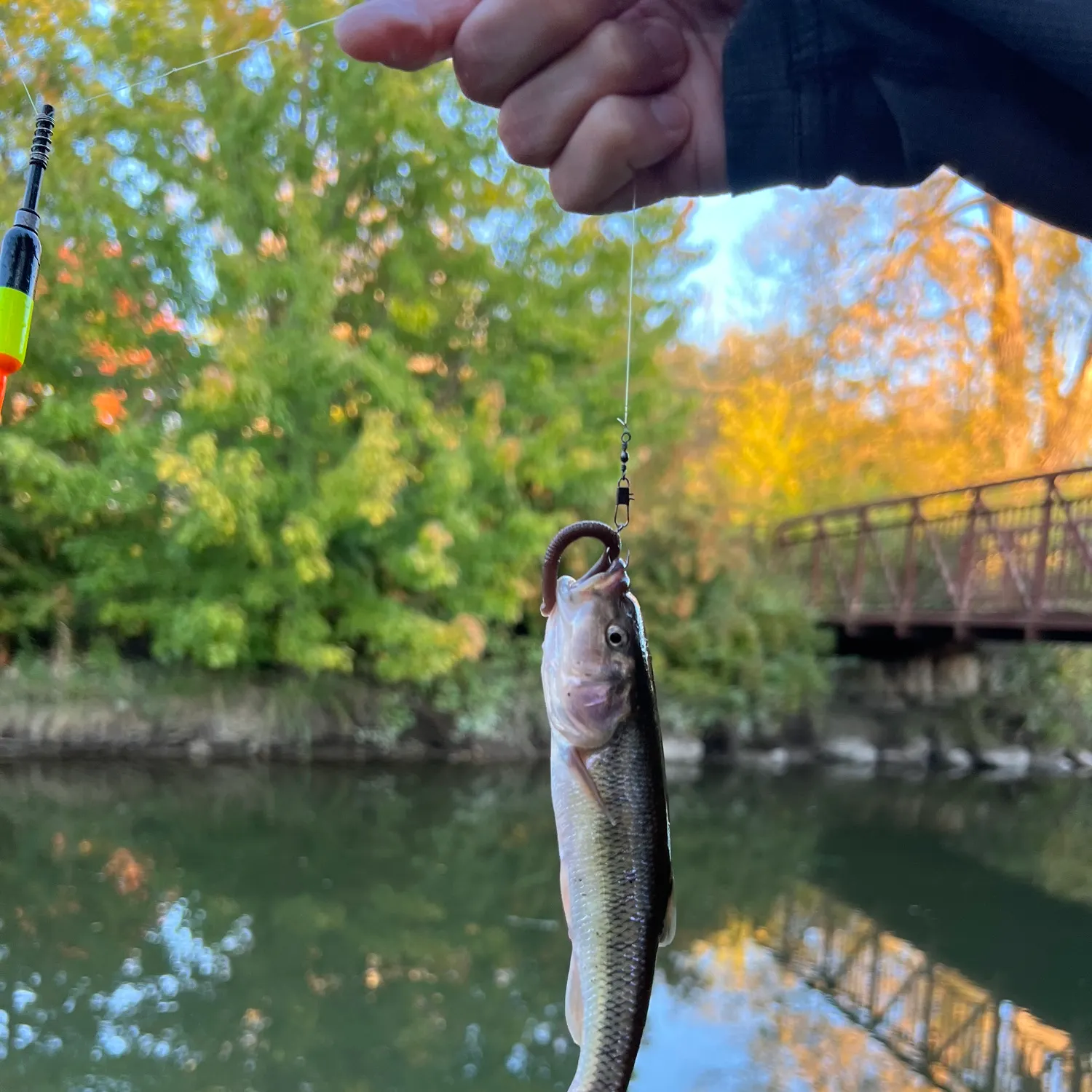 Creek chub caught on Fishbrain