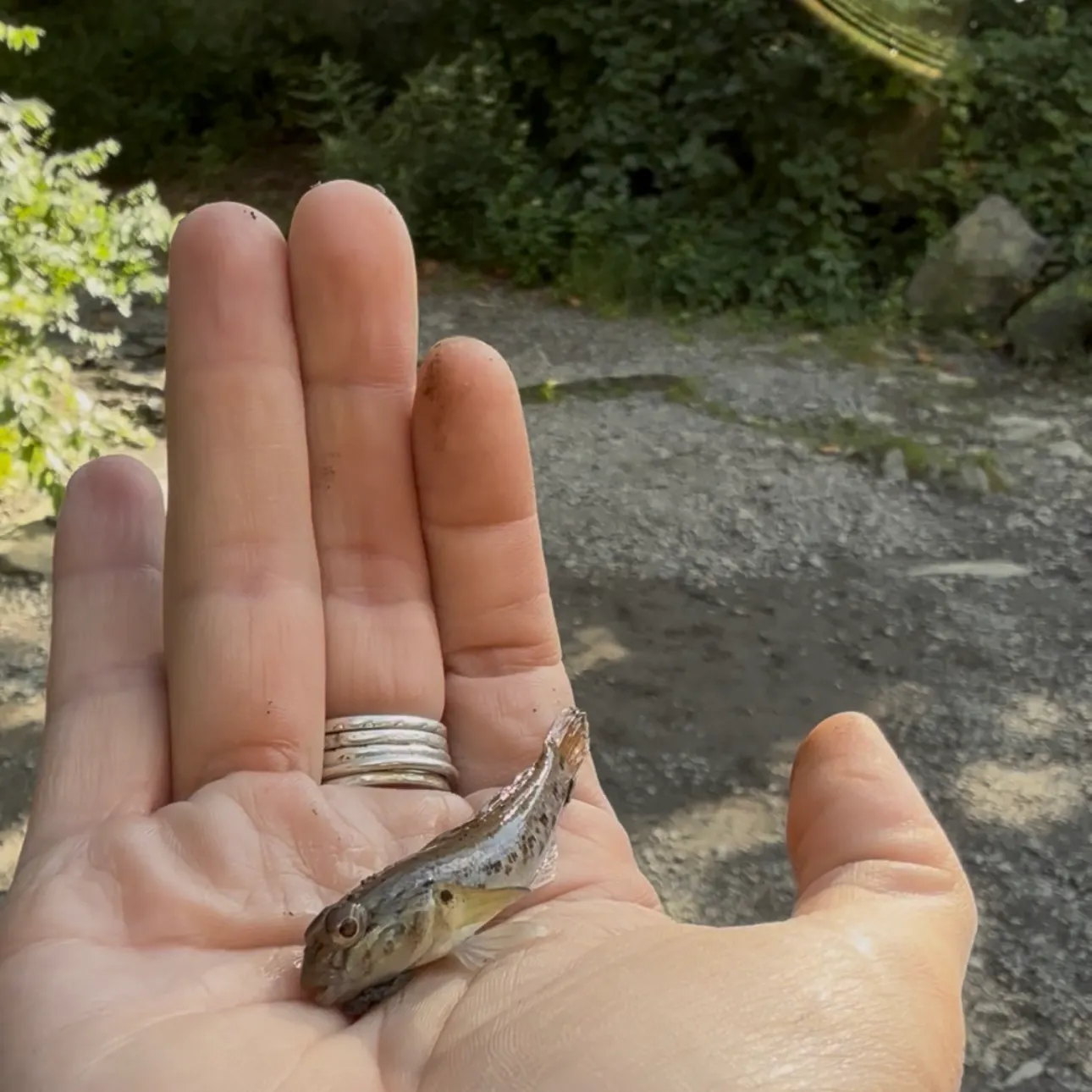 The most recent Common goby catches on Fishbrain