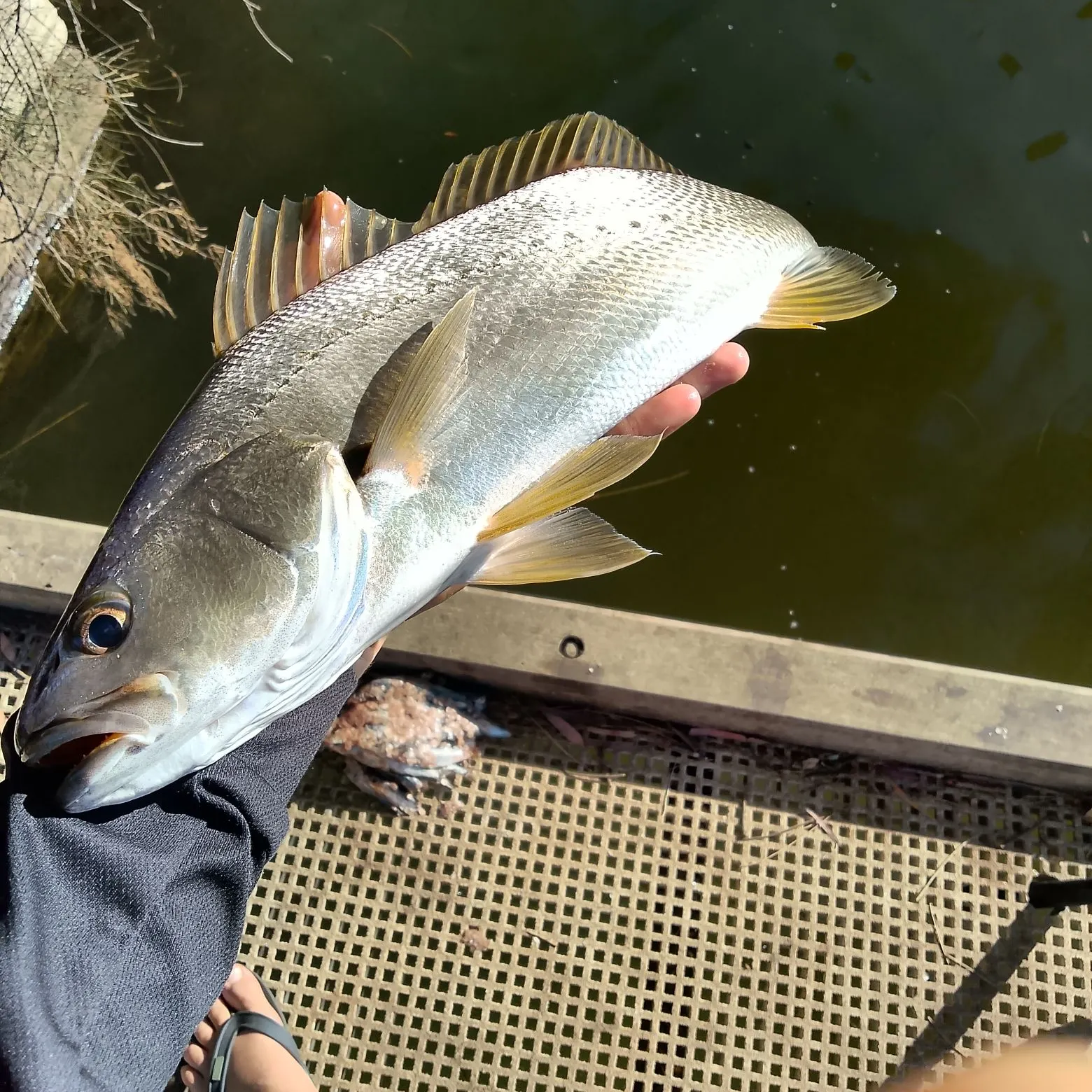 The most recent Japanese meagre catches on Fishbrain