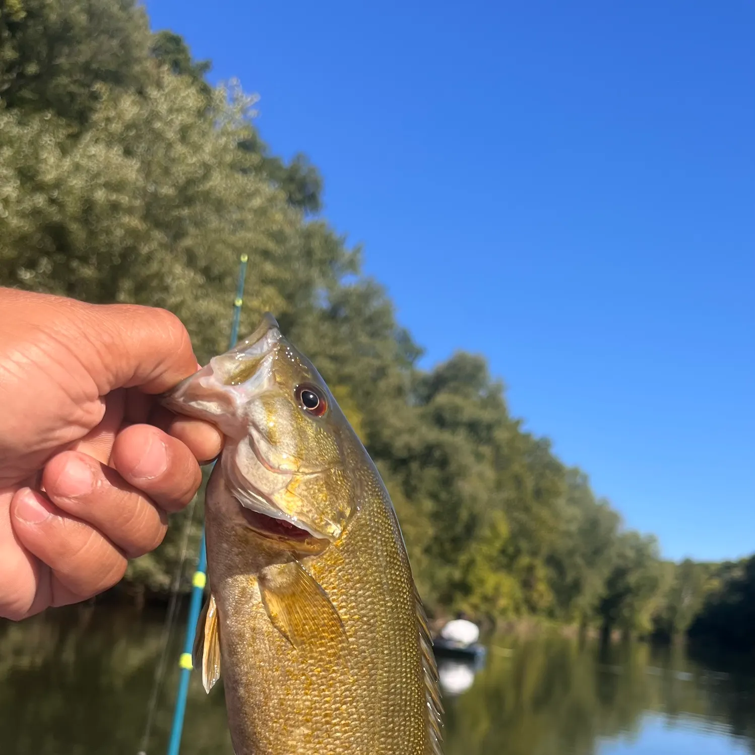 Smallmouth bass caught on Fishbrain