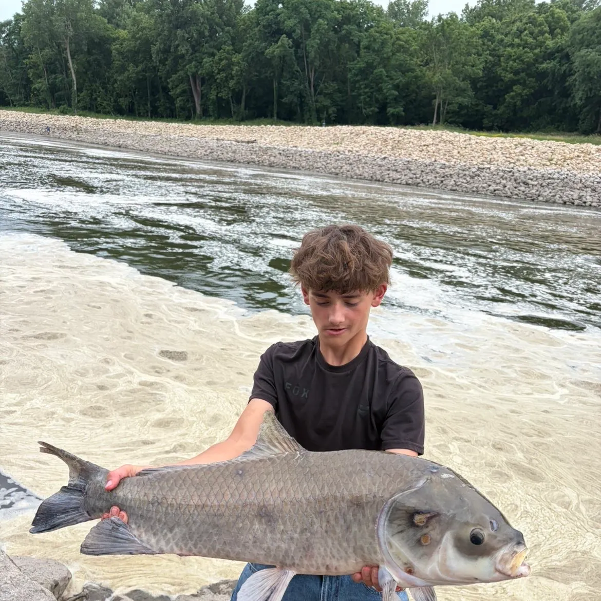 Black buffalo caught on Fishbrain