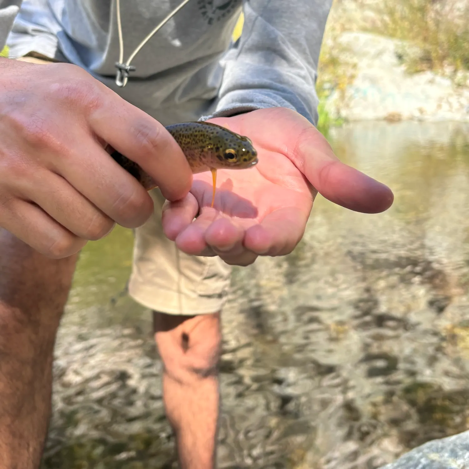 Rainbow trout caught on Fishbrain
