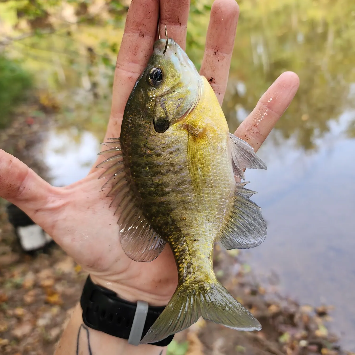 Bluegill caught on Fishbrain