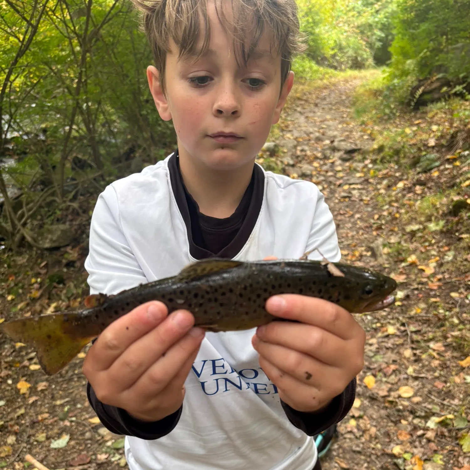 Brook trout caught on Fishbrain