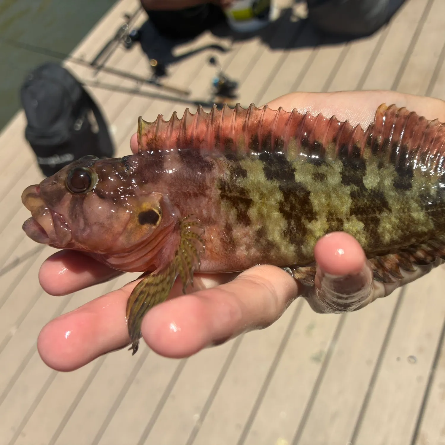 The most recent Masquerader hairy blenny catches on Fishbrain