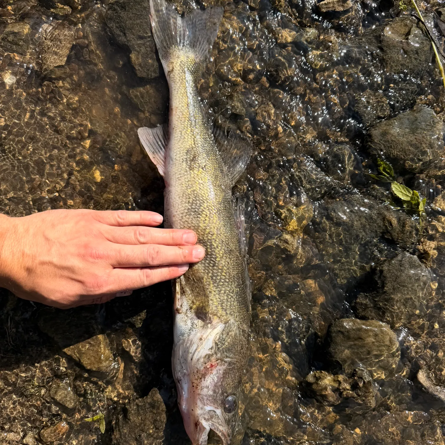 Sauger caught on Fishbrain
