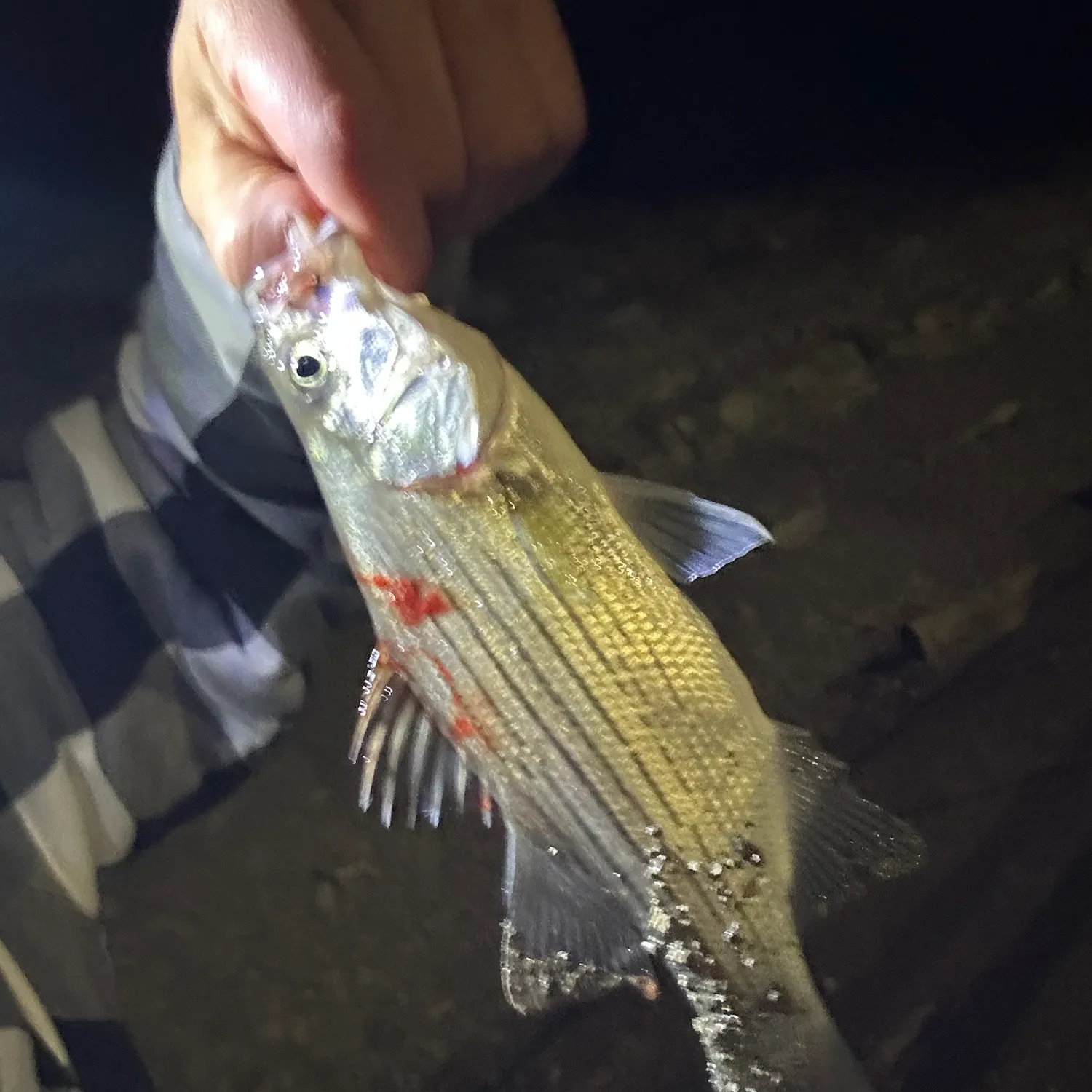 White bass caught on Fishbrain