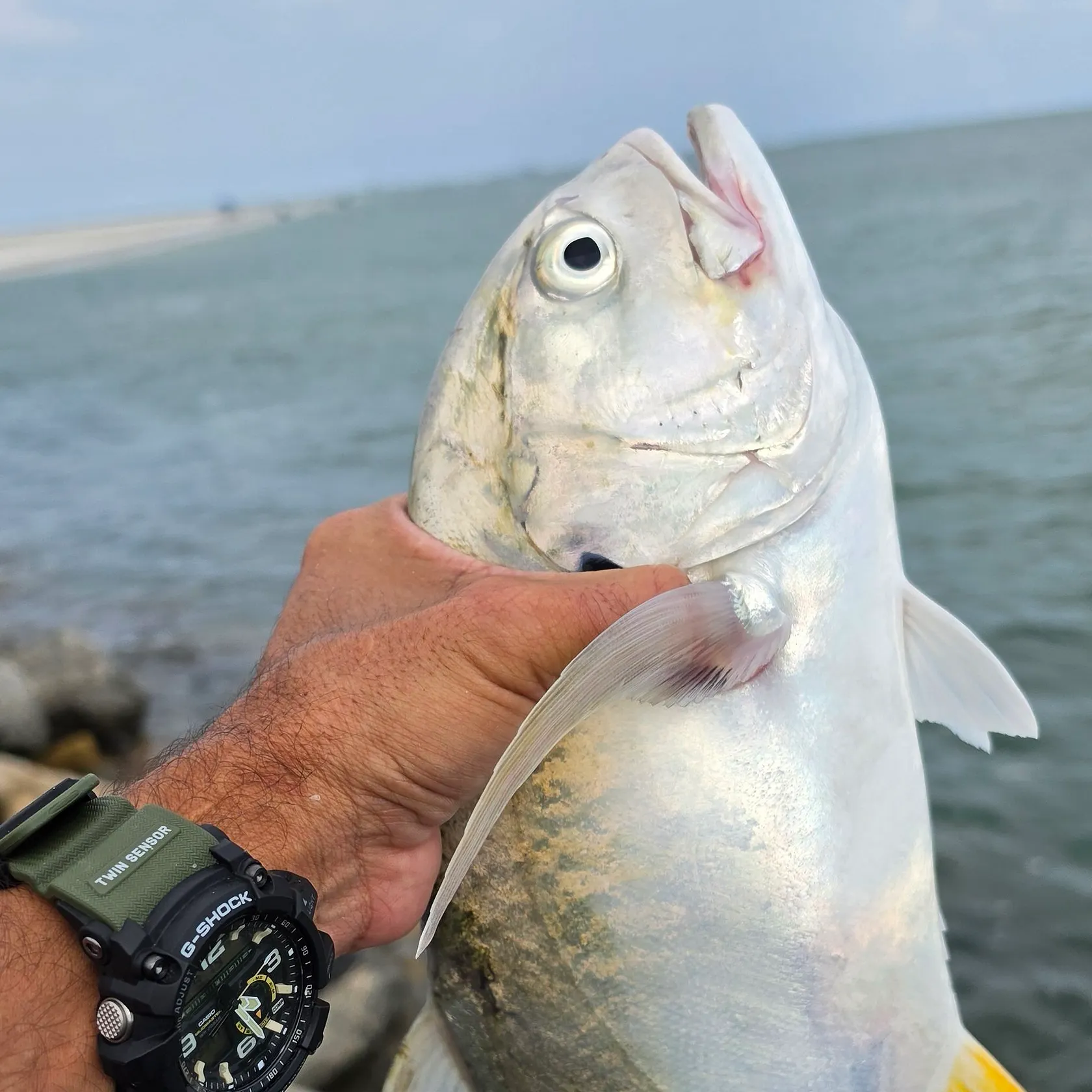 Crevalle jack caught on Fishbrain
